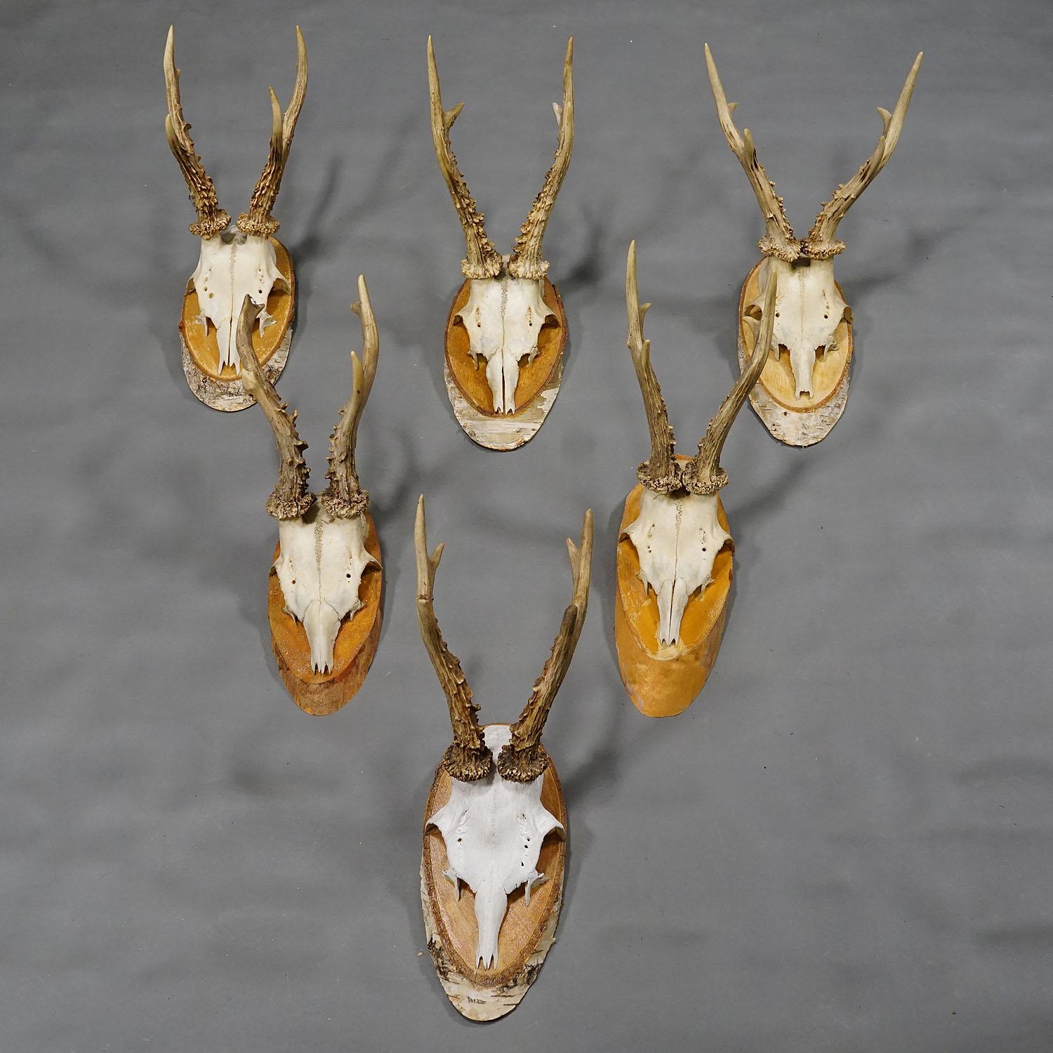20th Century Six Large Vintage Deer Trophies on Wooden Plaques Germany ca. 1950s