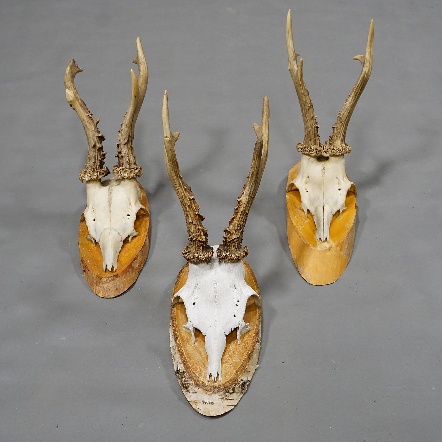 Six Large Vintage Deer Trophies on Wooden Plaques Germany ca. 1950s 1