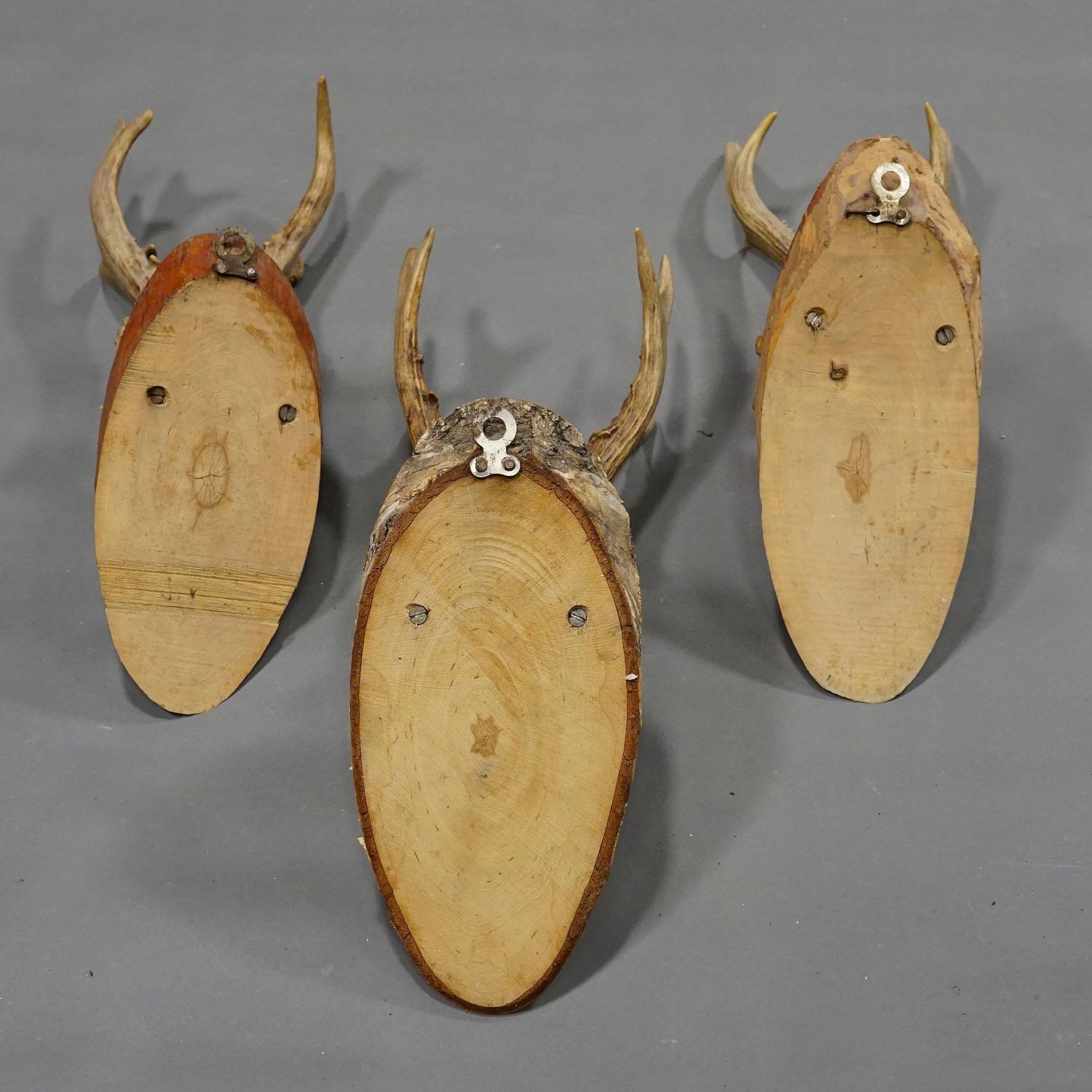 Six Large Vintage Deer Trophies on Wooden Plaques Germany ca. 1950s 2