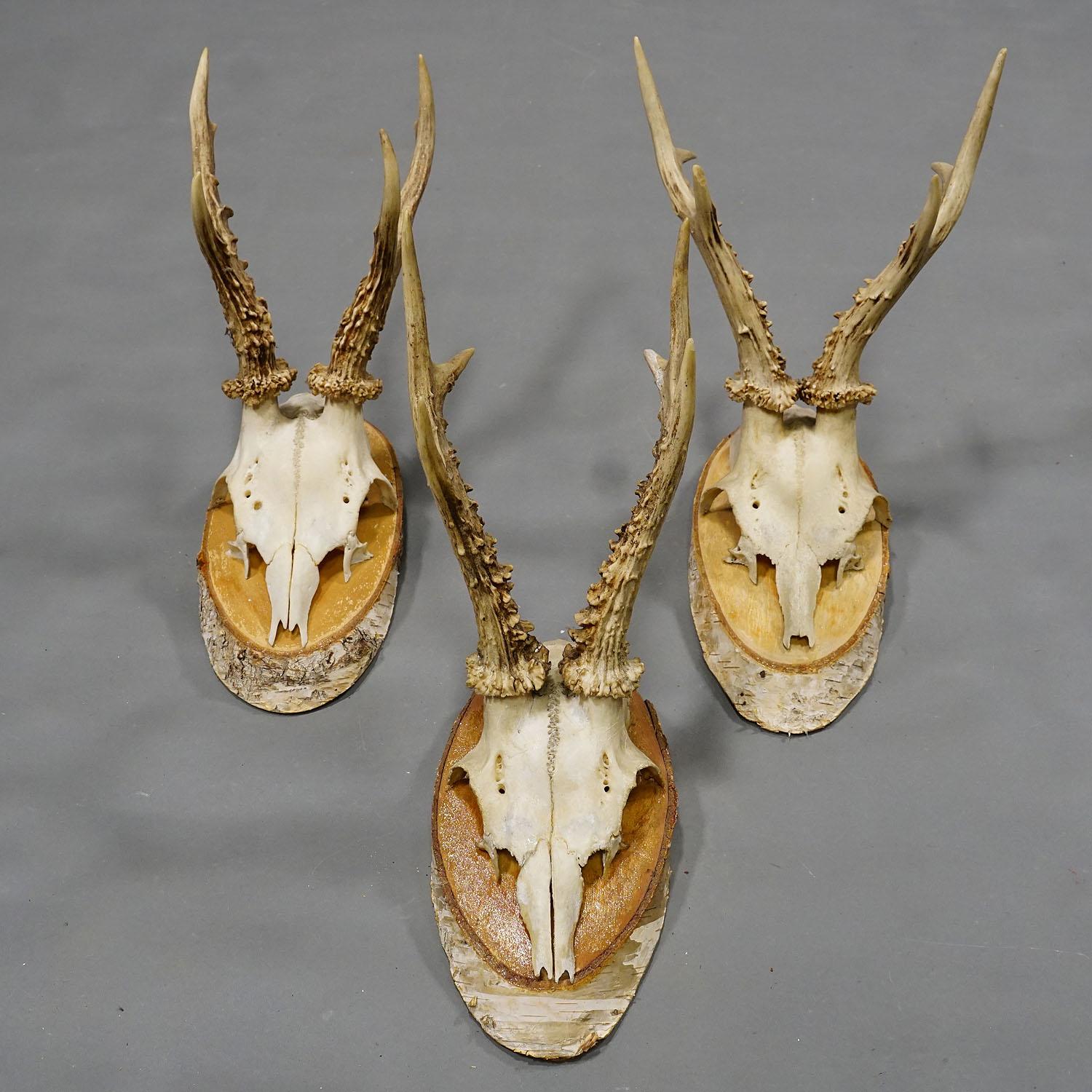 Six Large Vintage Deer Trophies on Wooden Plaques Germany ca. 1950s 3