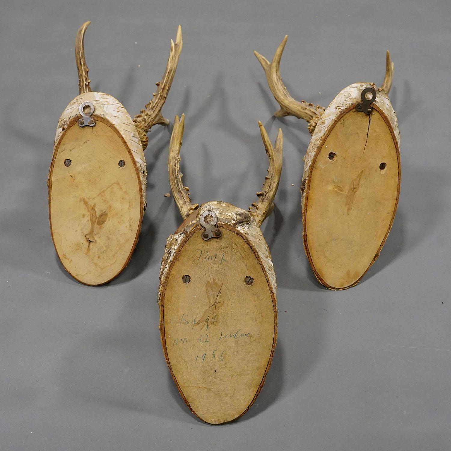 Six Large Vintage Deer Trophies on Wooden Plaques Germany ca. 1950s 4