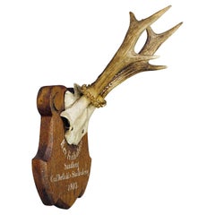 Trophée de chevreuil à six pointes Black Forest sur plaque sculptée 1903