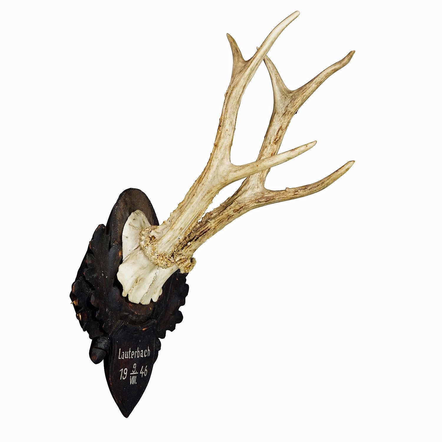 Trophée de chevreuil à six pointes Black Forest sur plaque sculptée 1946
Article e7334
Un grand trophée de chevreuil (Capreolus capreolus) à six pointes sur une plaque en bois sculptée. Le trophée a été tourné en Bavière en 1946. La plaque comporte