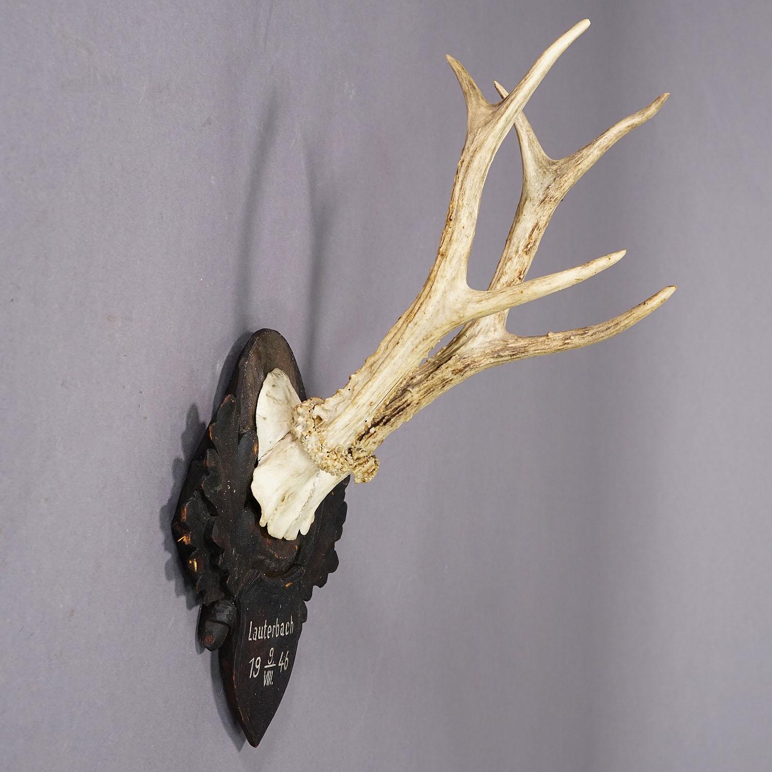 Forêt-Noire Trophée de chevreuil à six pointes Black Forest sur plaque sculptée 1946 en vente