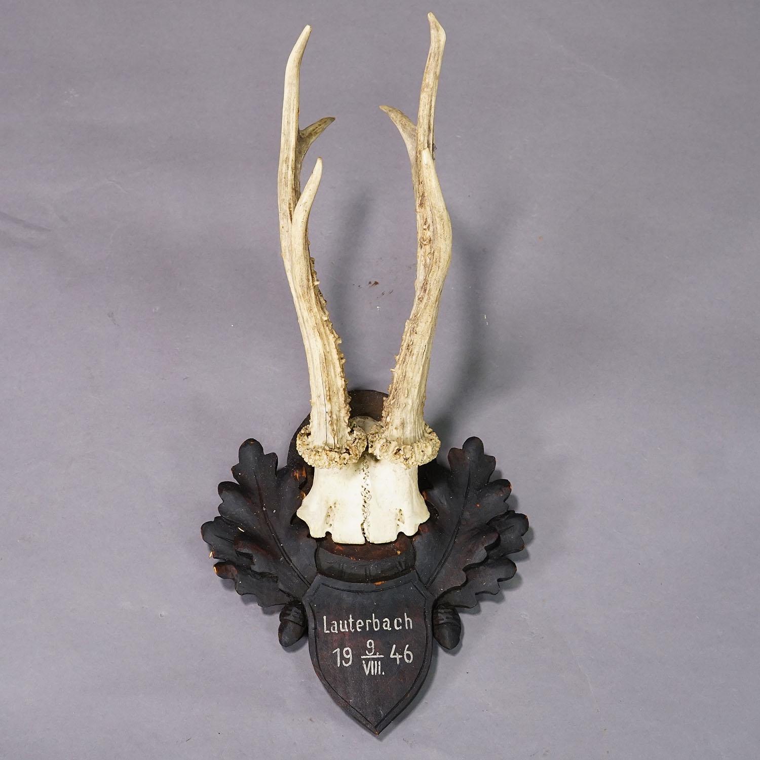 Allemand Trophée de chevreuil à six pointes Black Forest sur plaque sculptée 1946 en vente