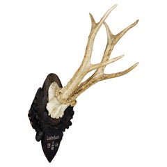 Six Pointer Black Forest Roe Deer Trophy on Carved Plaque 1946