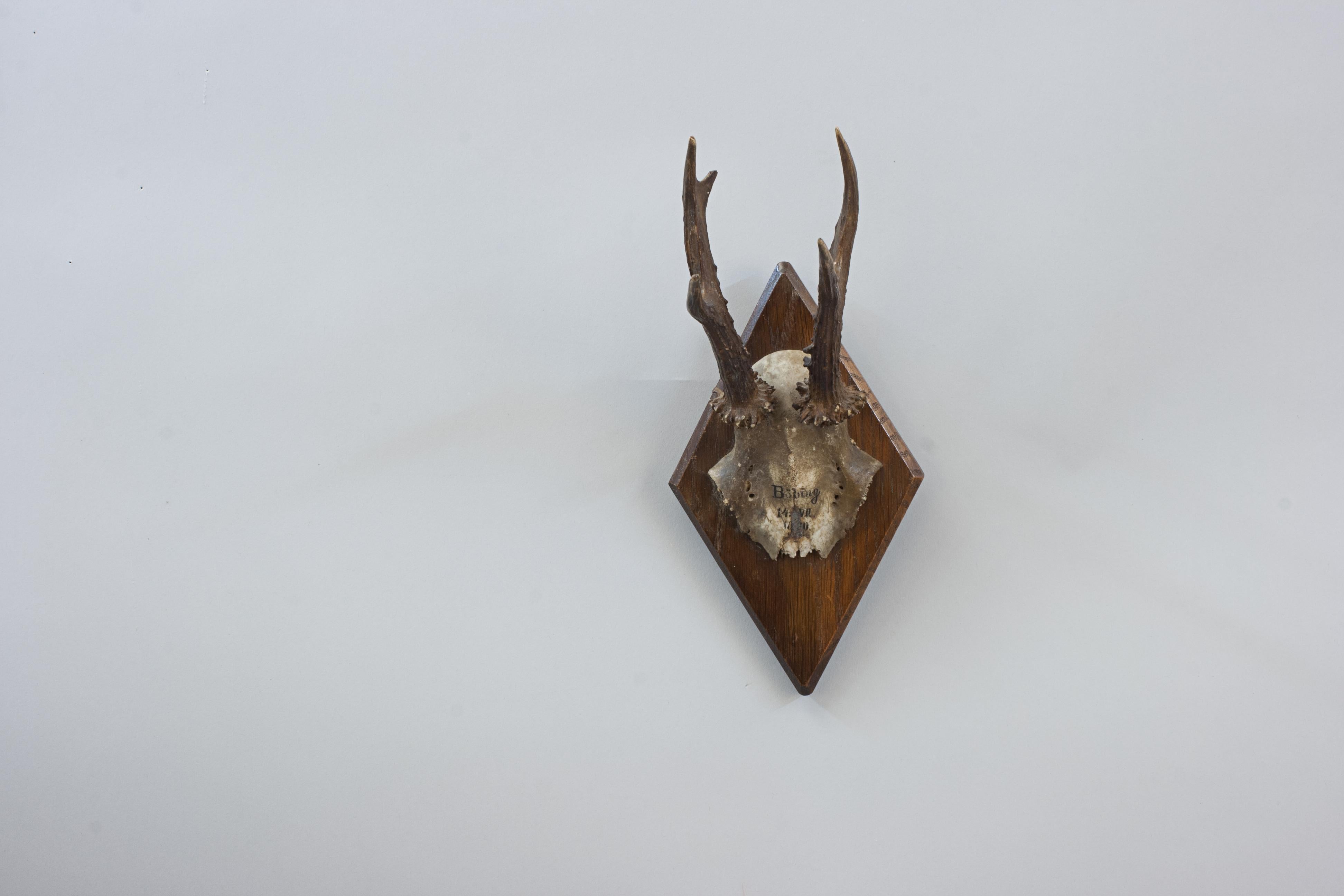 Six Roe Deer Antlers On Wooden Shields For Sale 5