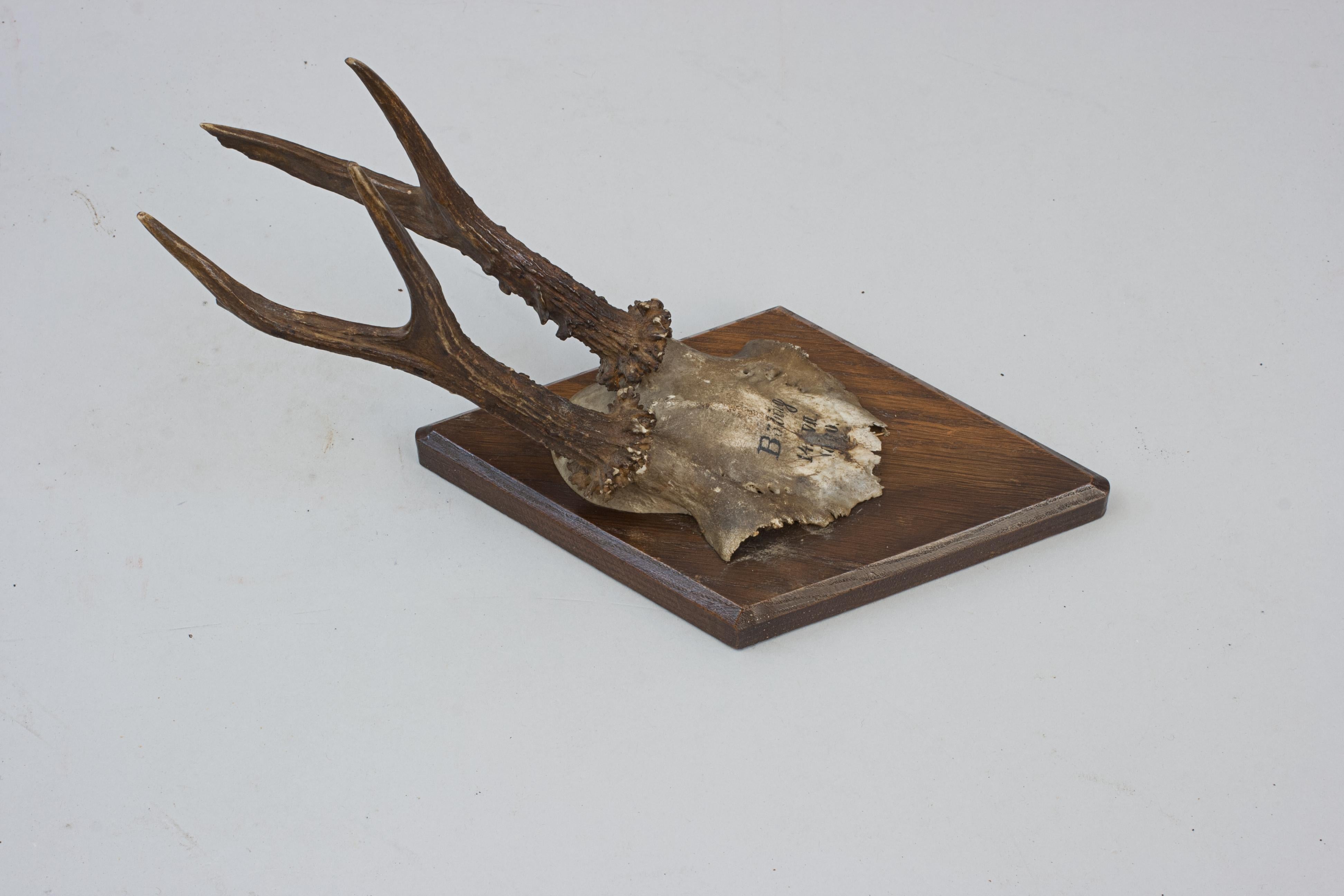 Six Roe Deer Antlers On Wooden Shields For Sale 6
