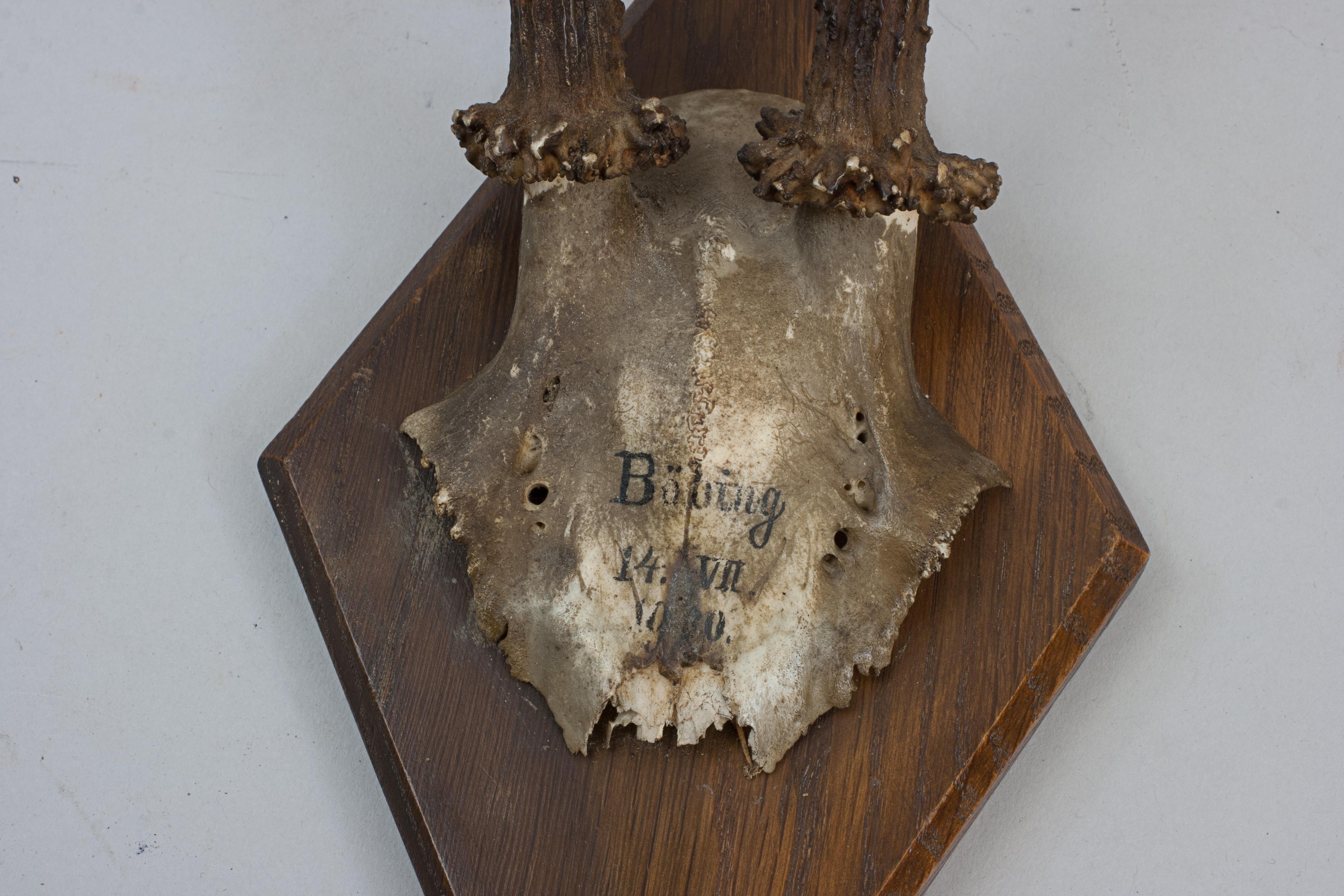 Six Roe Deer Antlers On Wooden Shields For Sale 7