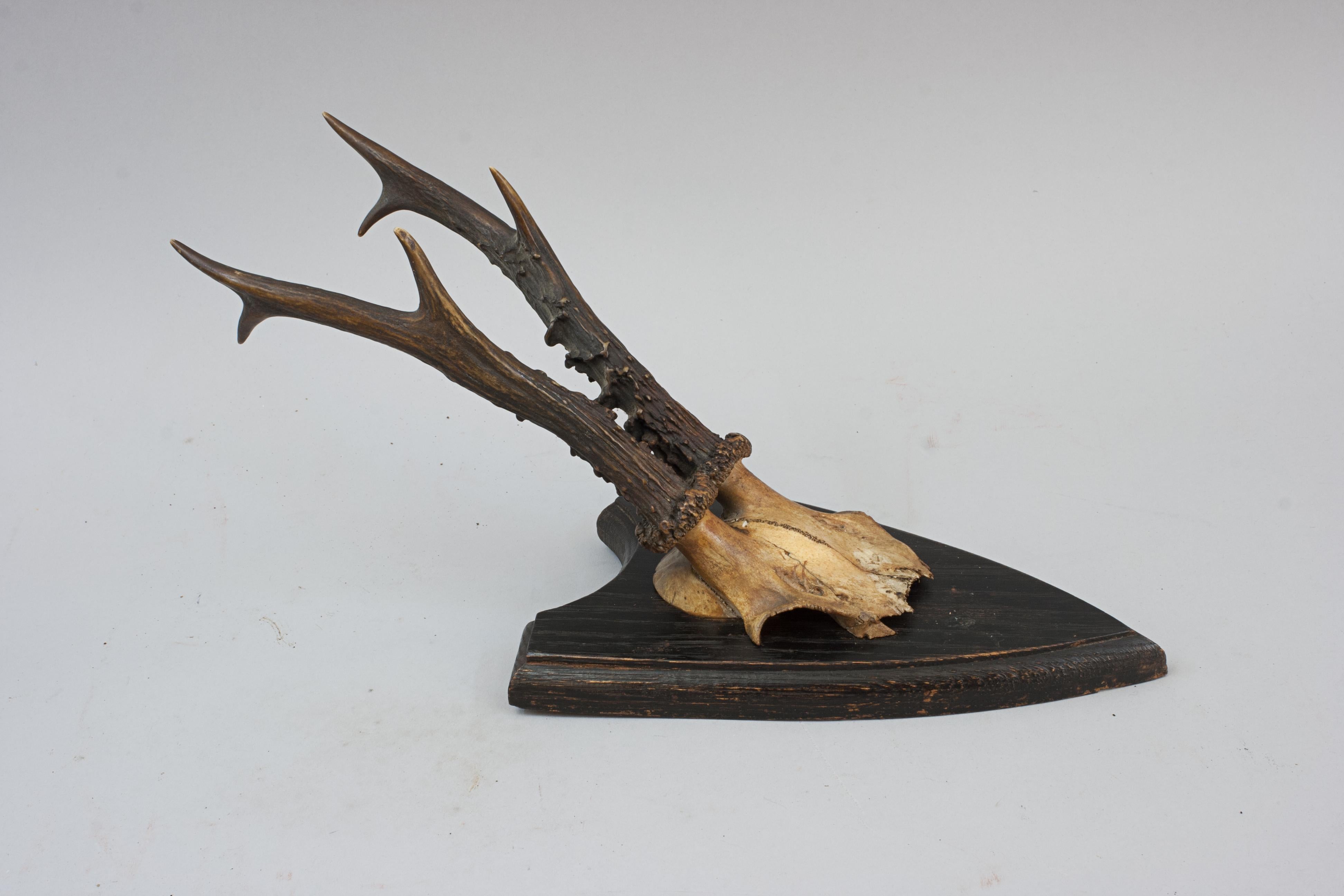 Six Roe Deer Antlers On Wooden Shields For Sale 9