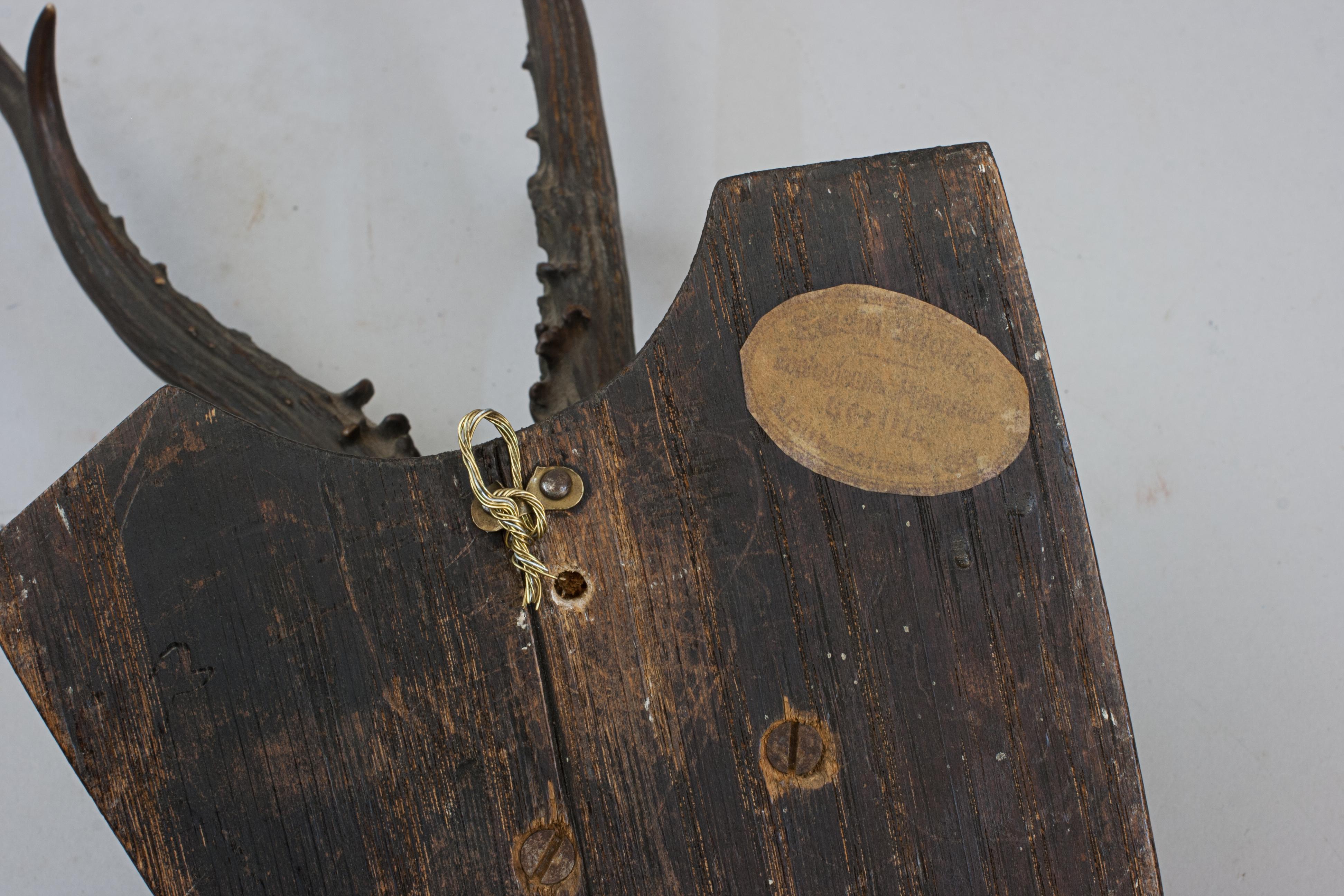 Six Roe Deer Antlers On Wooden Shields For Sale 10