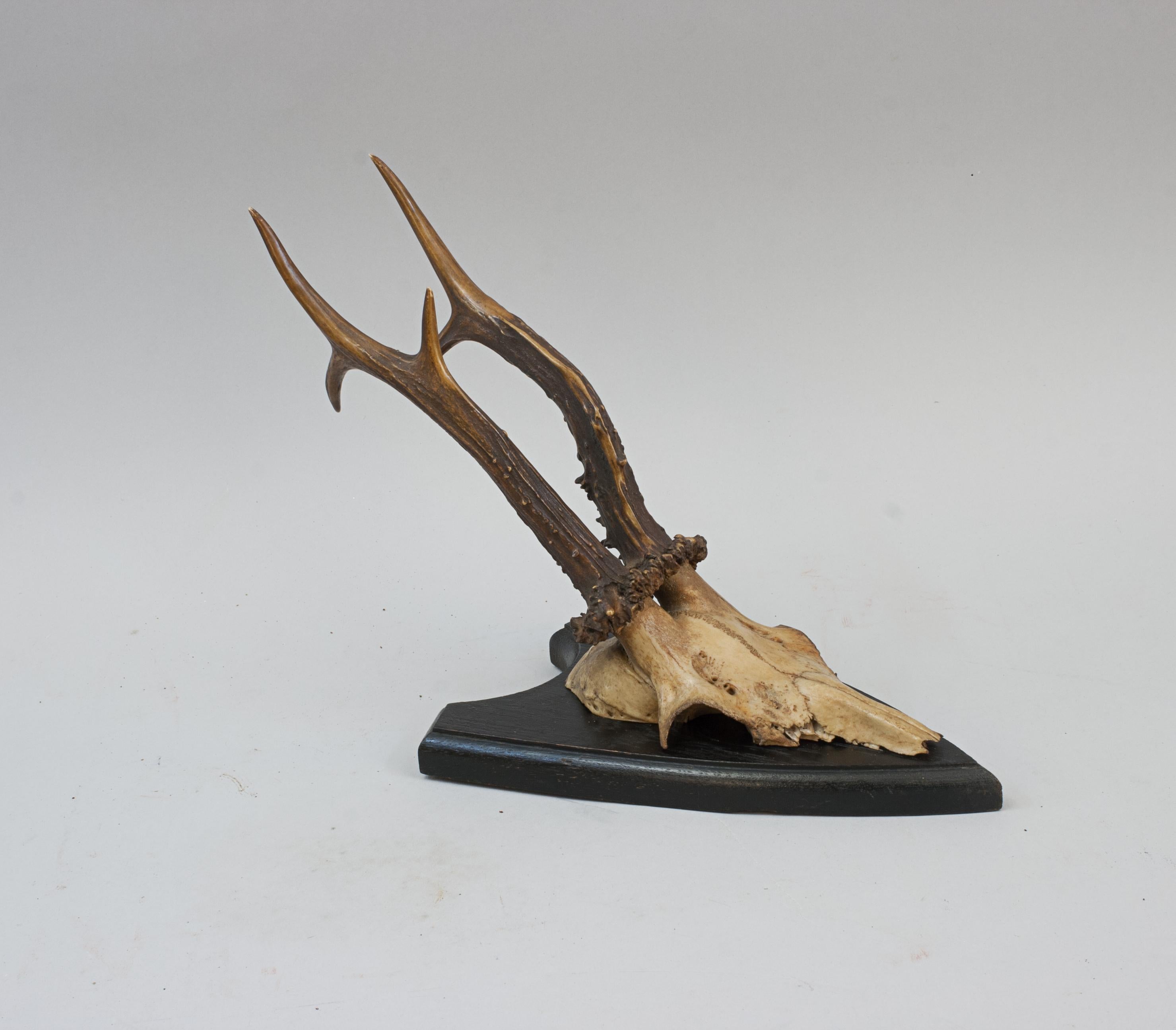 Six Roe Deer Antlers On Wooden Shields For Sale 11