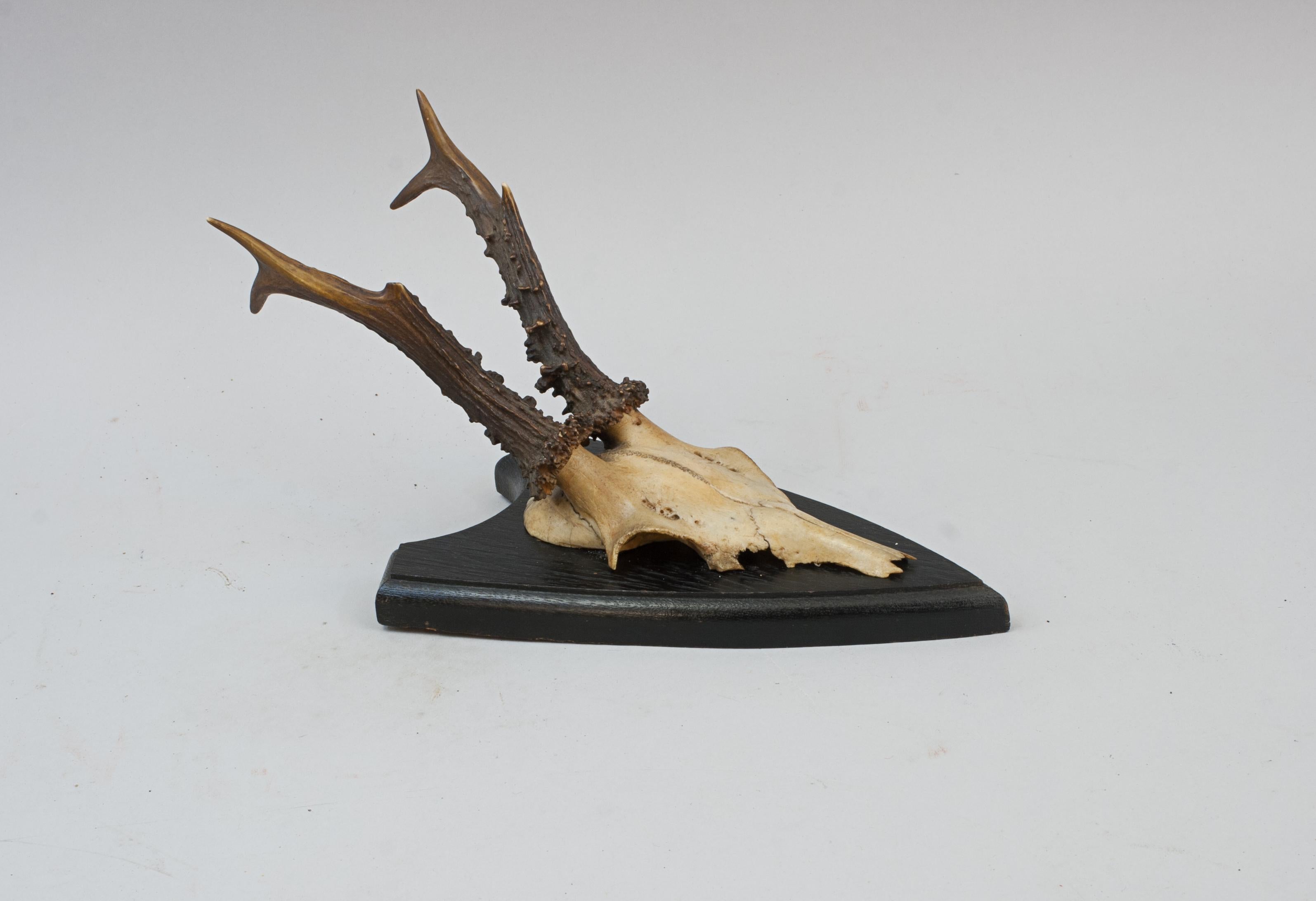 Six Roe Deer Antlers On Wooden Shields For Sale 13