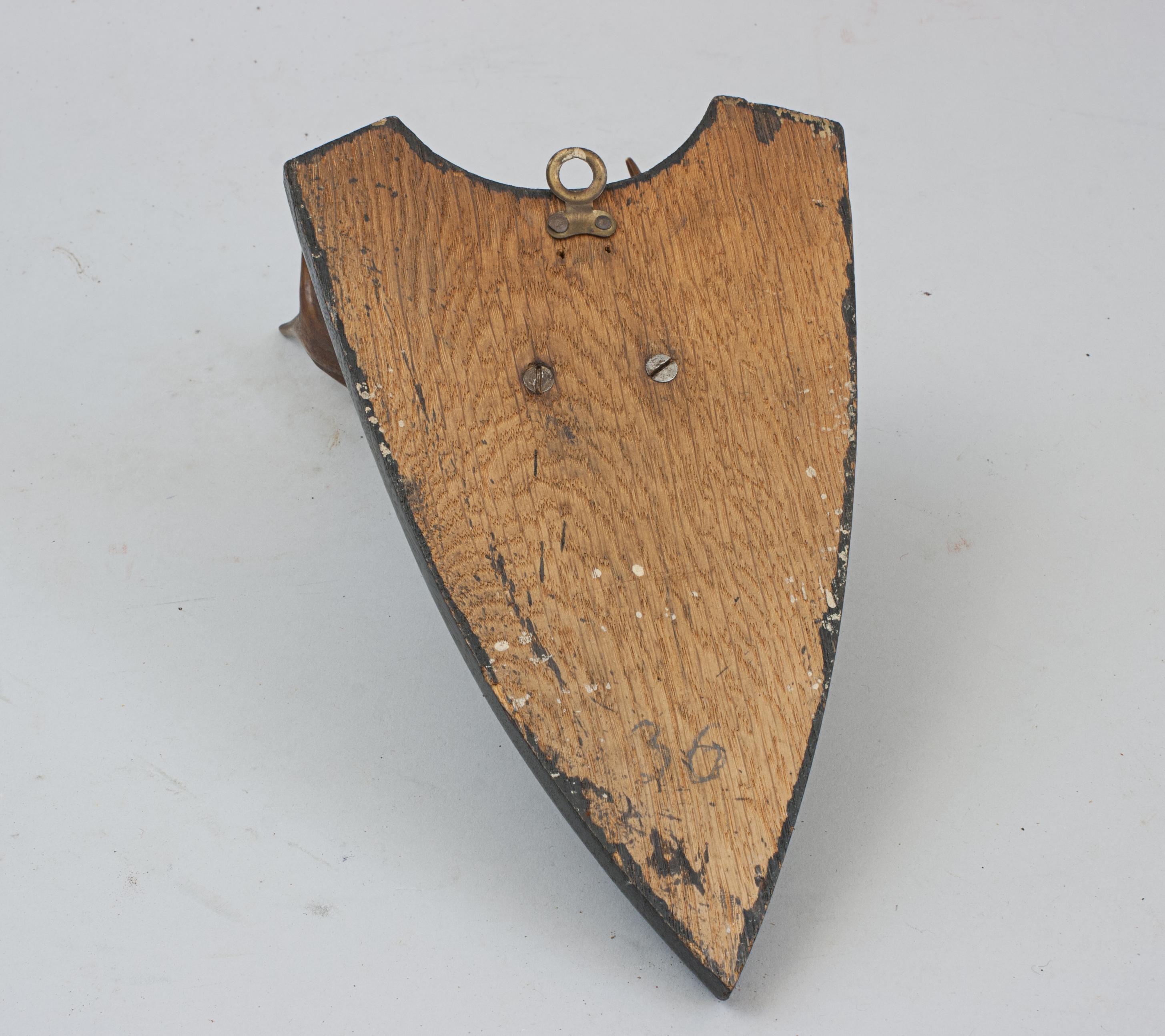 Six Roe Deer Antlers On Wooden Shields For Sale 14
