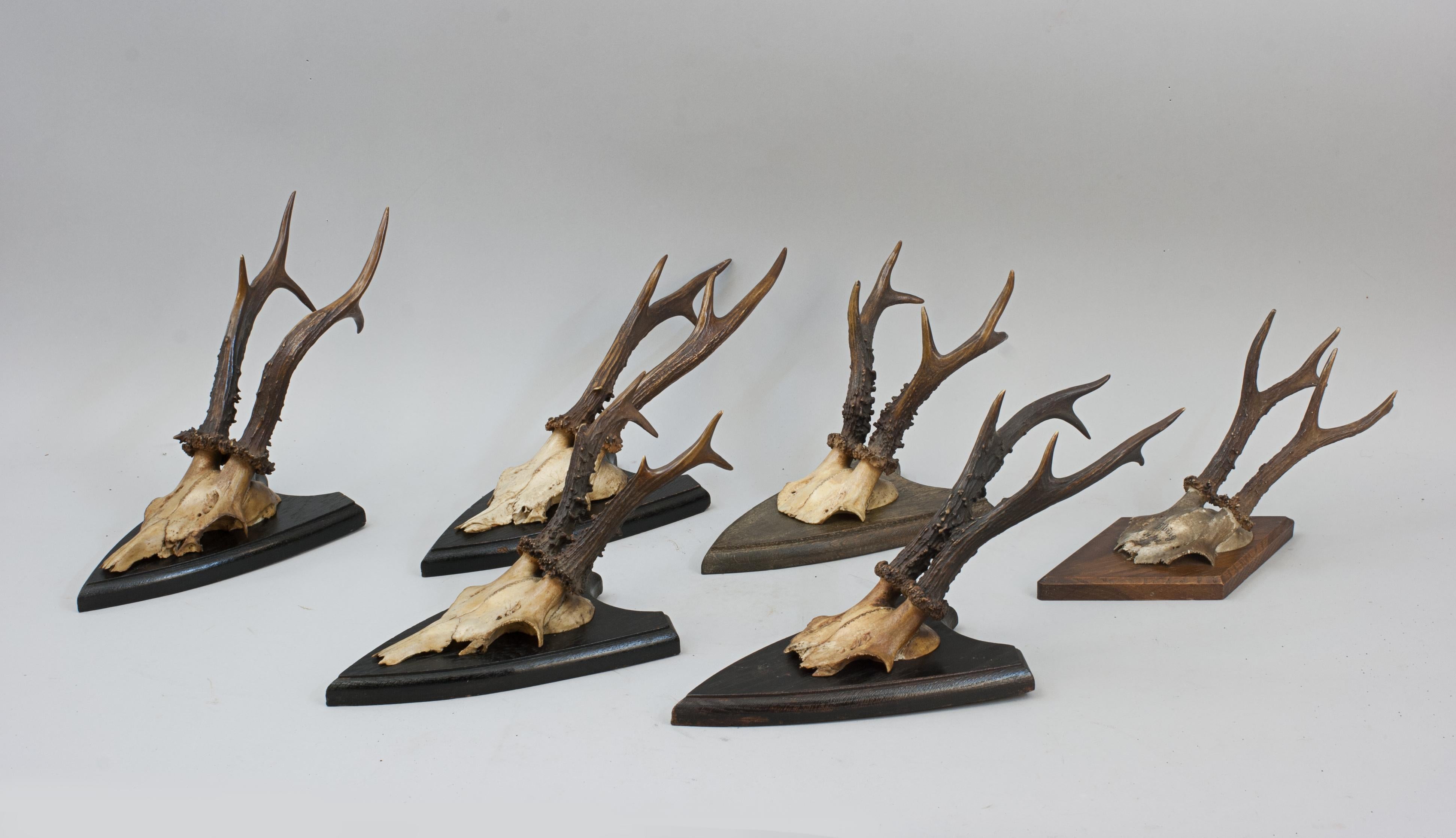 Set Of Mounted Roe Deer Antlers.
Six mounted Roe Buck Antlers on wooden plaques. The shaped plaques are carved from oak, antlers are with skull cap and the six of them would make an excellent wall filler. Two of the shields with German taxidermist