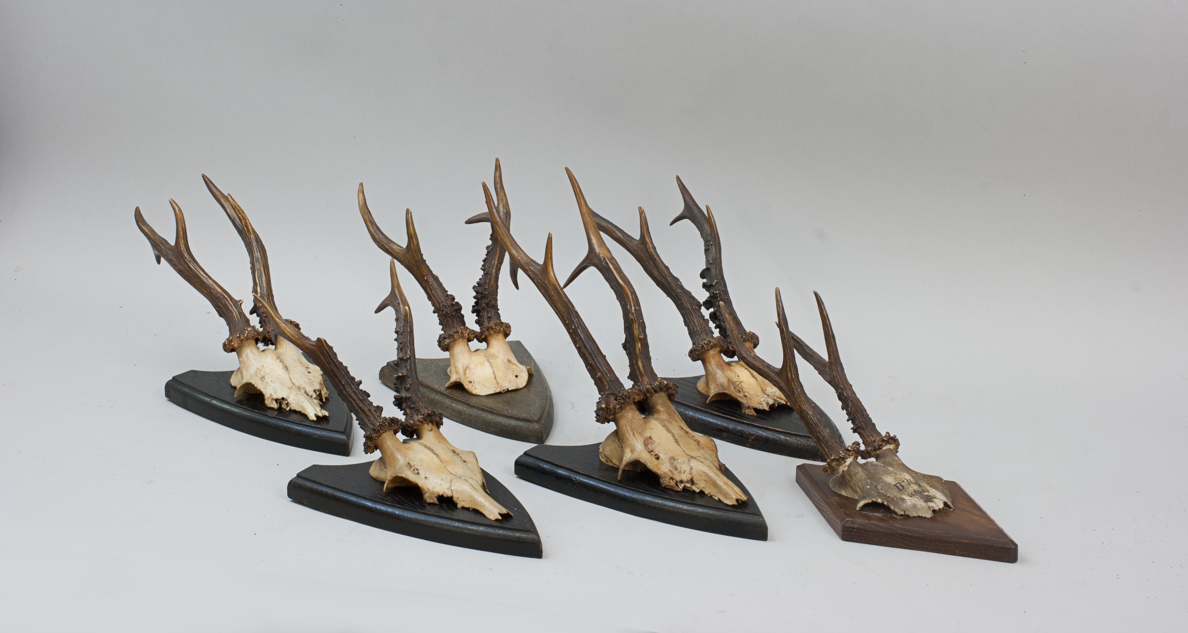 Six Roe Deer Antlers On Wooden Shields In Good Condition For Sale In Oxfordshire, GB