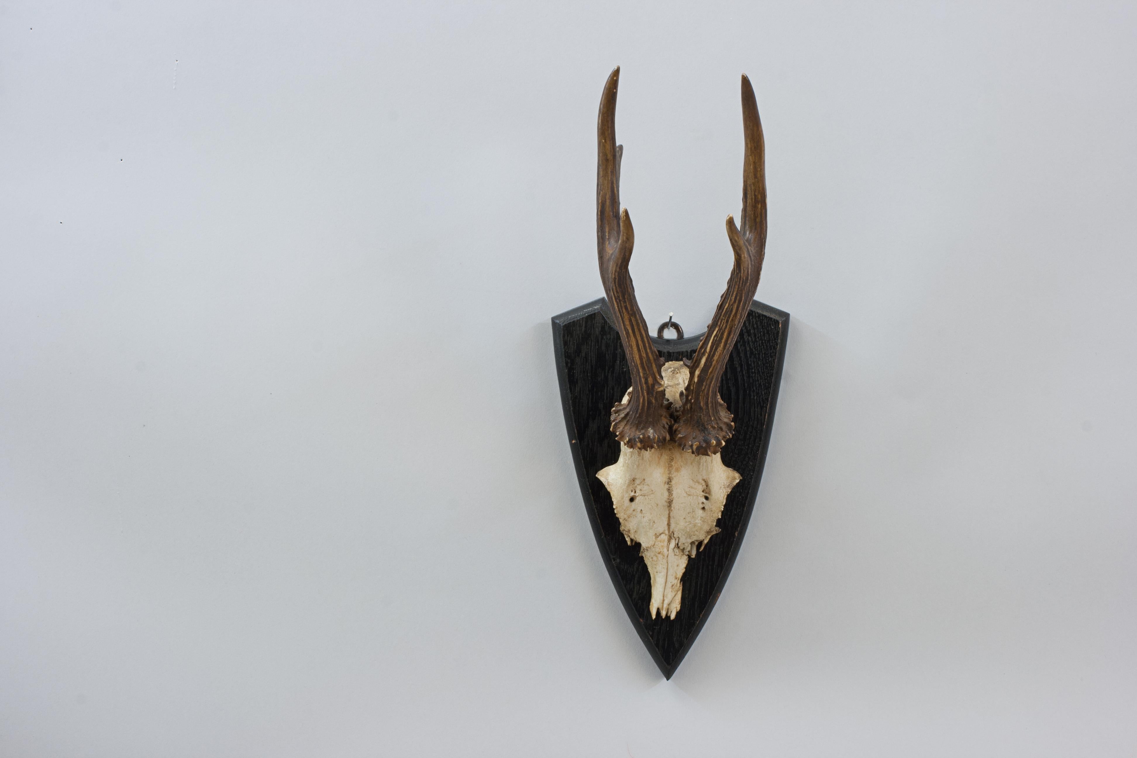 20th Century Six Roe Deer Antlers On Wooden Shields For Sale