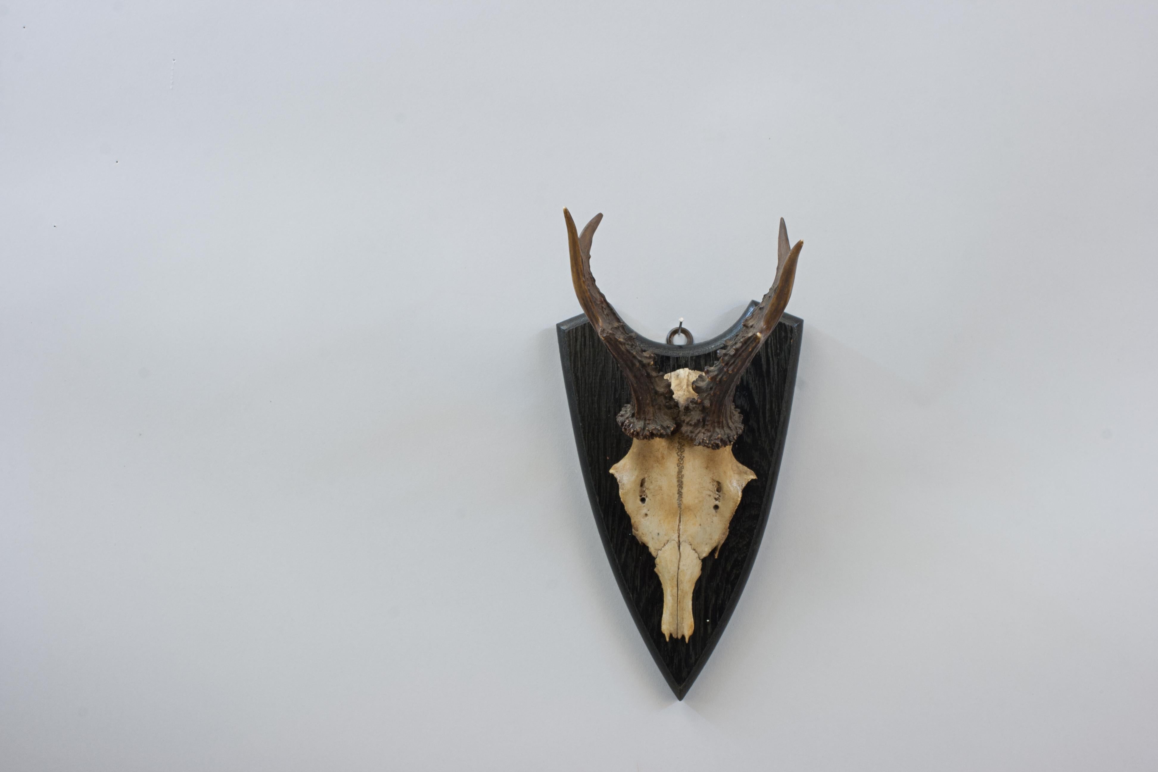 Six Roe Deer Antlers On Wooden Shields For Sale 1