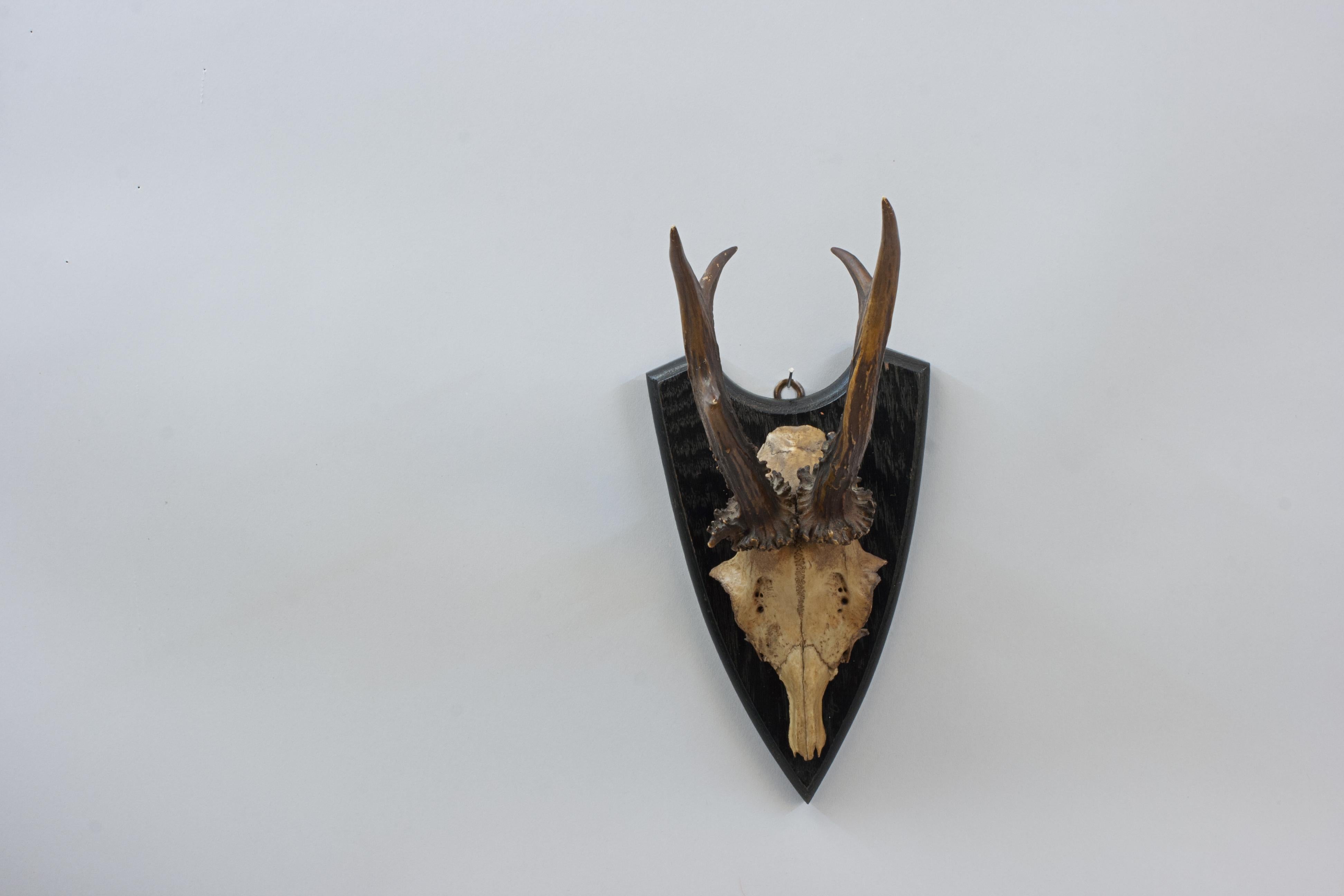 Six Roe Deer Antlers On Wooden Shields For Sale 3