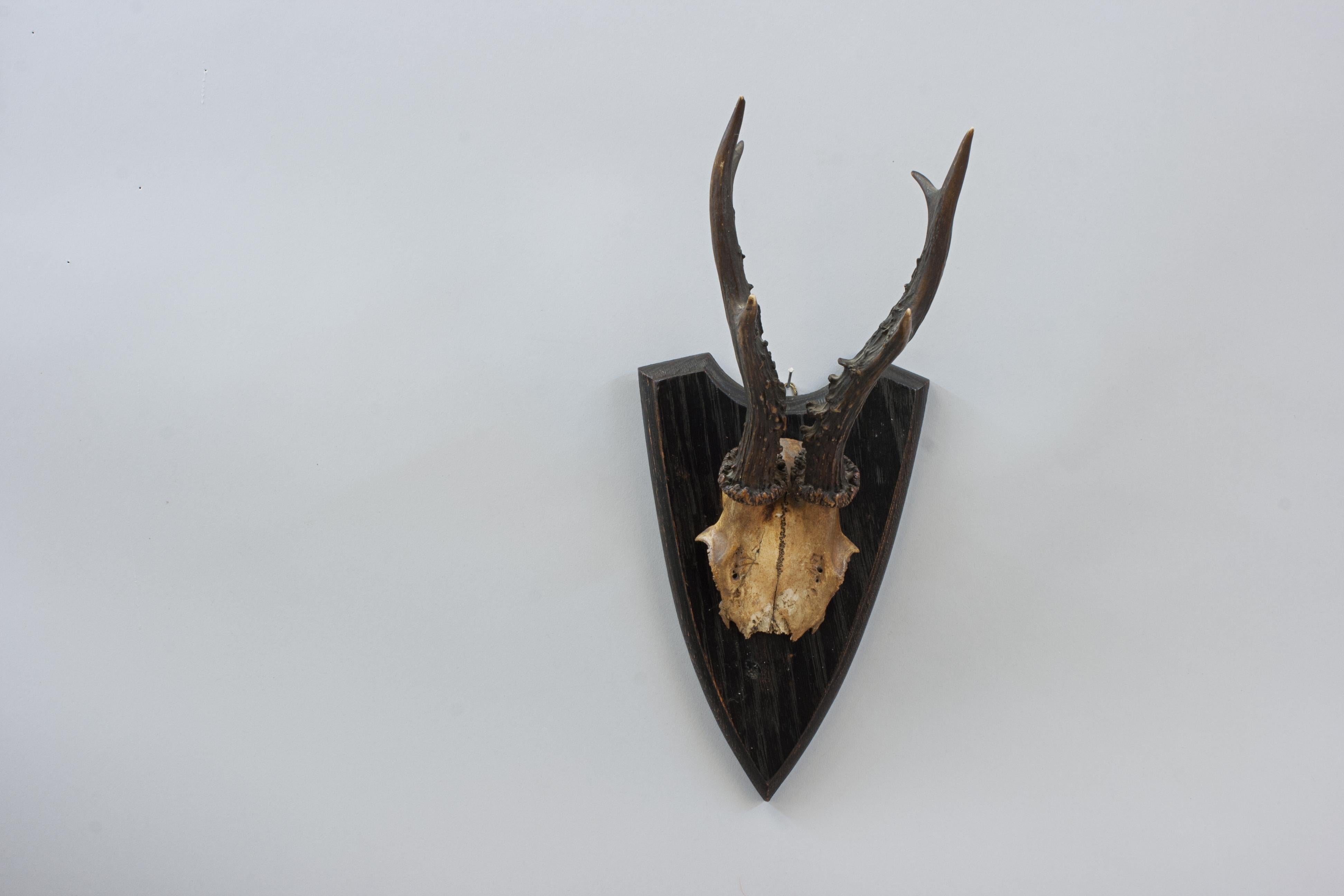Six Roe Deer Antlers On Wooden Shields For Sale 4