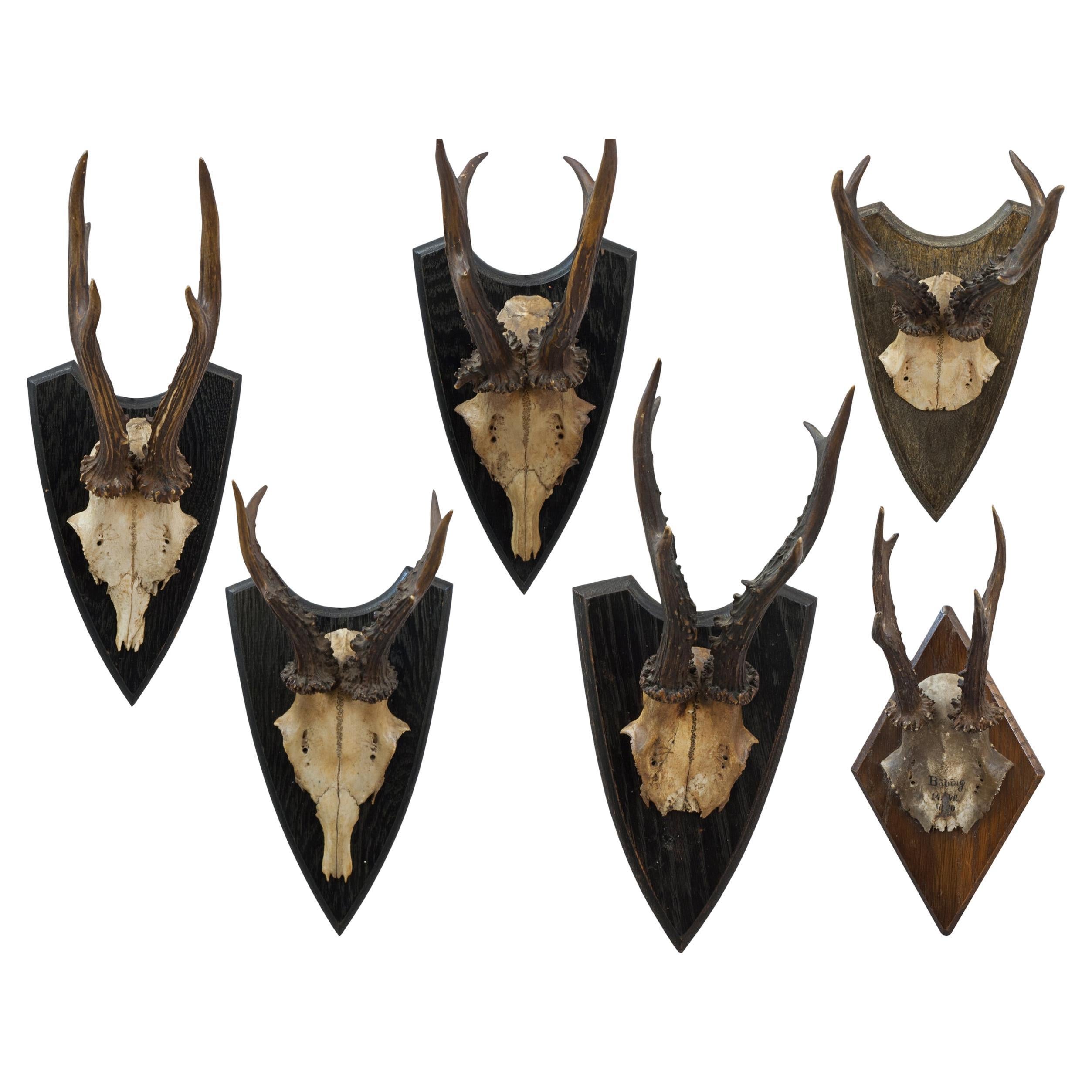 Six Roe Deer Antlers On Wooden Shields
