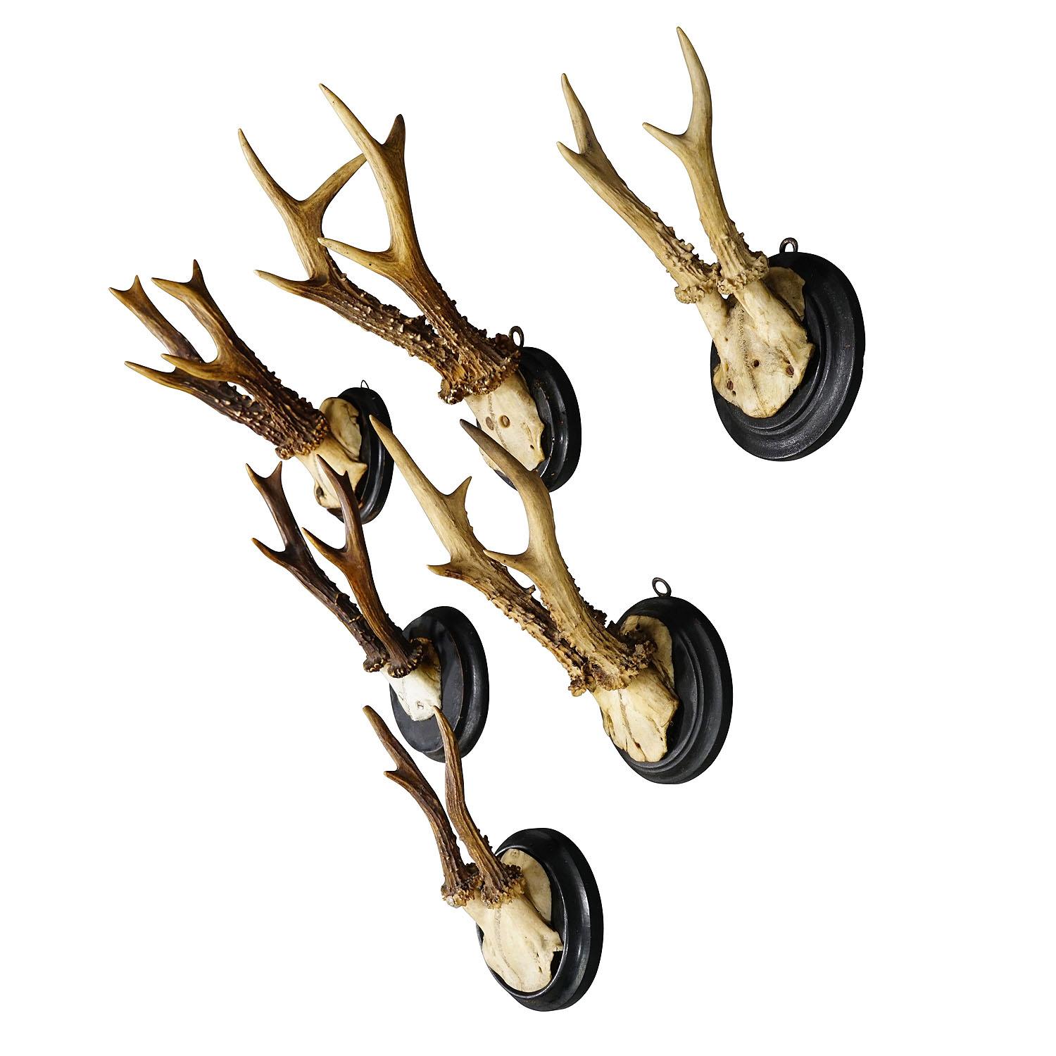 Six Roe Deer Trophies on Turned Plaques Germany ca. 1900s

A set of six Black Forest roe deer (Capreolus capreolus) trophies mounted on turned wooden plaques. The trophies were shot in Germany around 1900.  A great addition to every rustic cabin