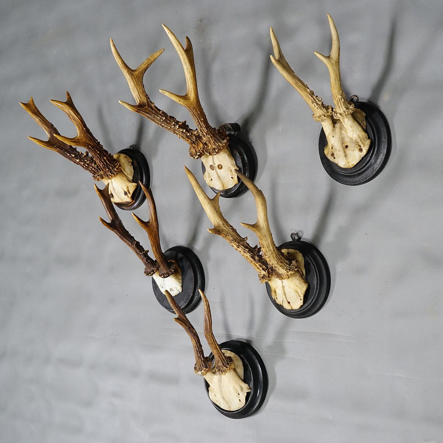 Rustic Six Roe Deer Trophies on Turned Plaques Germany ca. 1900s For Sale