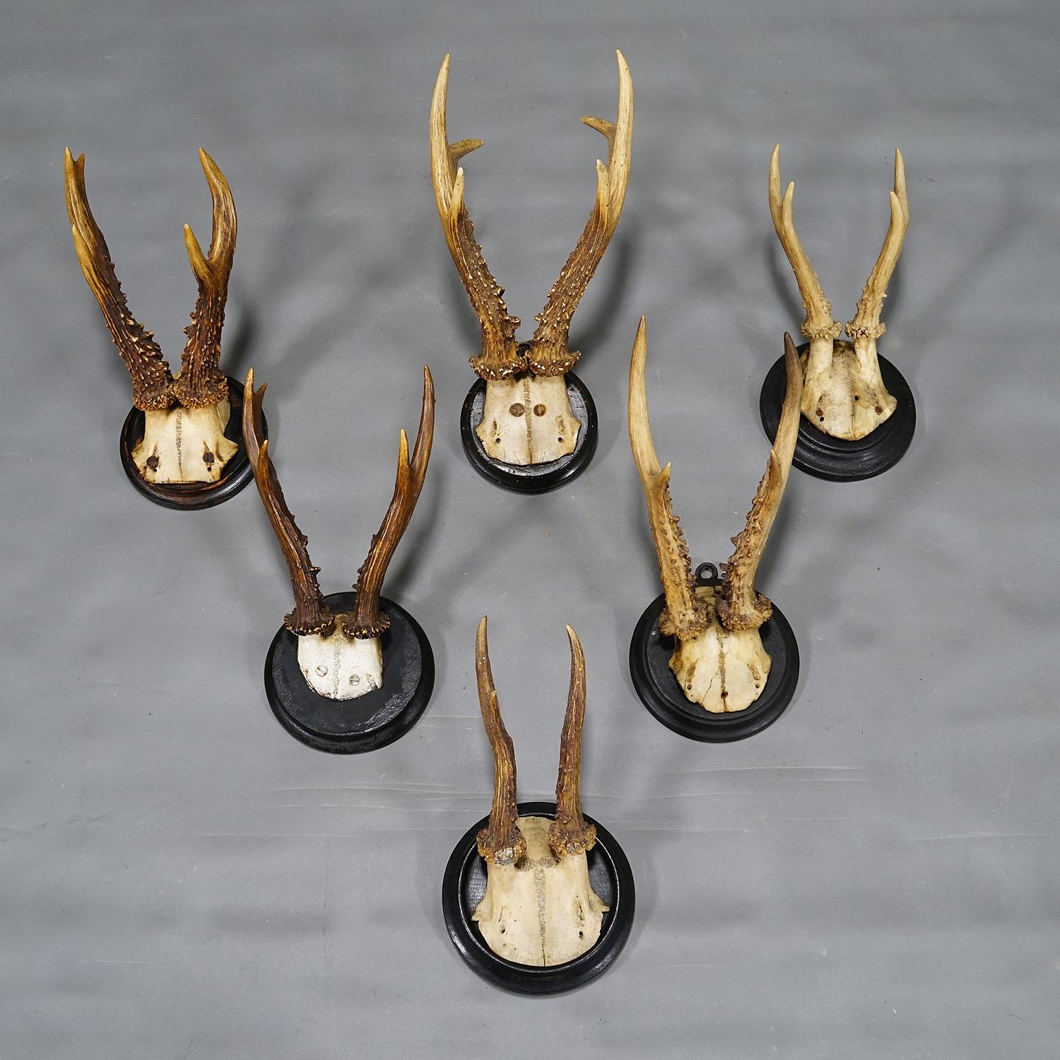 Six Roe Deer Trophies on Turned Plaques Germany ca. 1900s In Good Condition For Sale In Berghuelen, DE