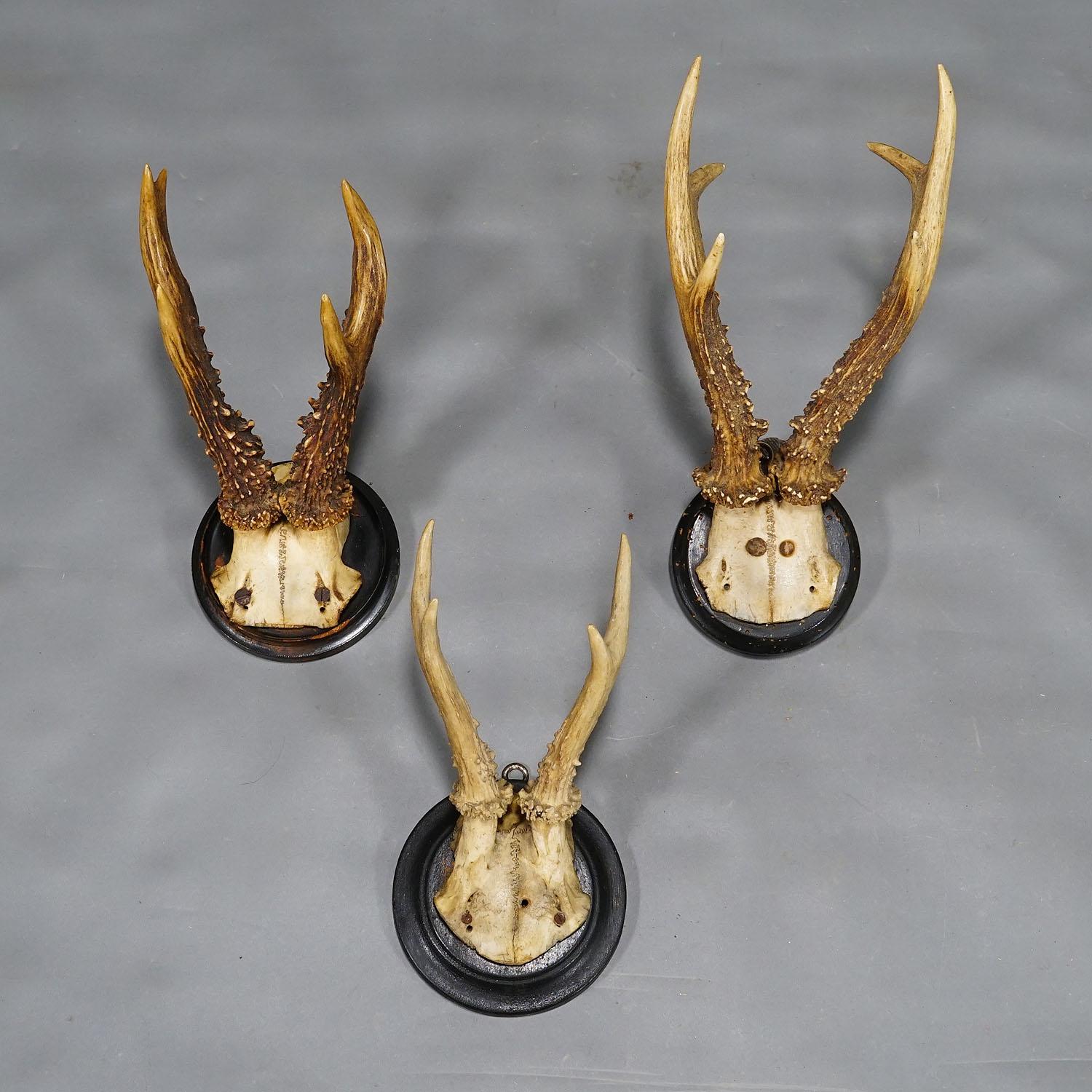 20th Century Six Roe Deer Trophies on Turned Plaques Germany ca. 1900s For Sale