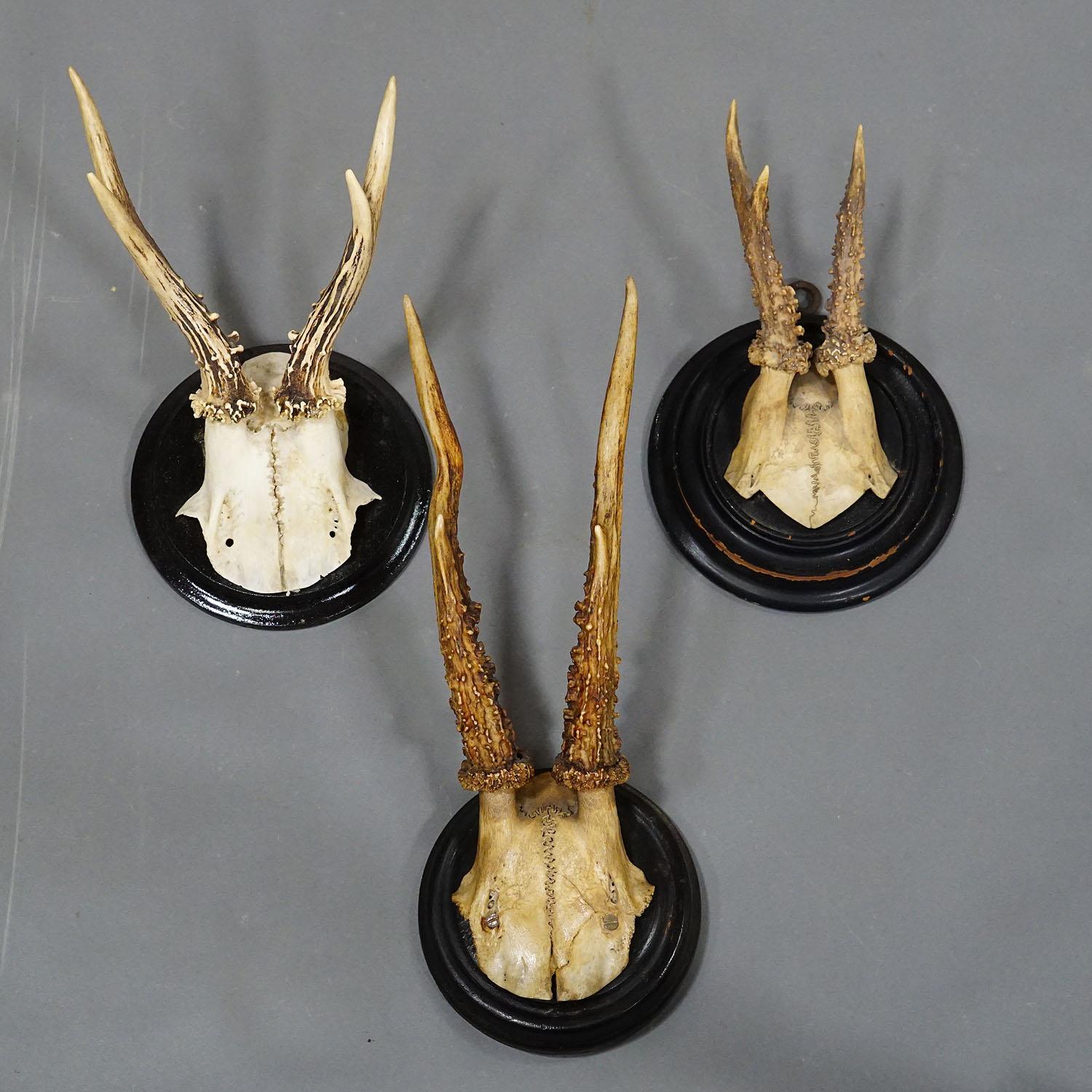 Wood Six Roe Deer Trophies on Turned Plaques Germany ca. 1900s For Sale