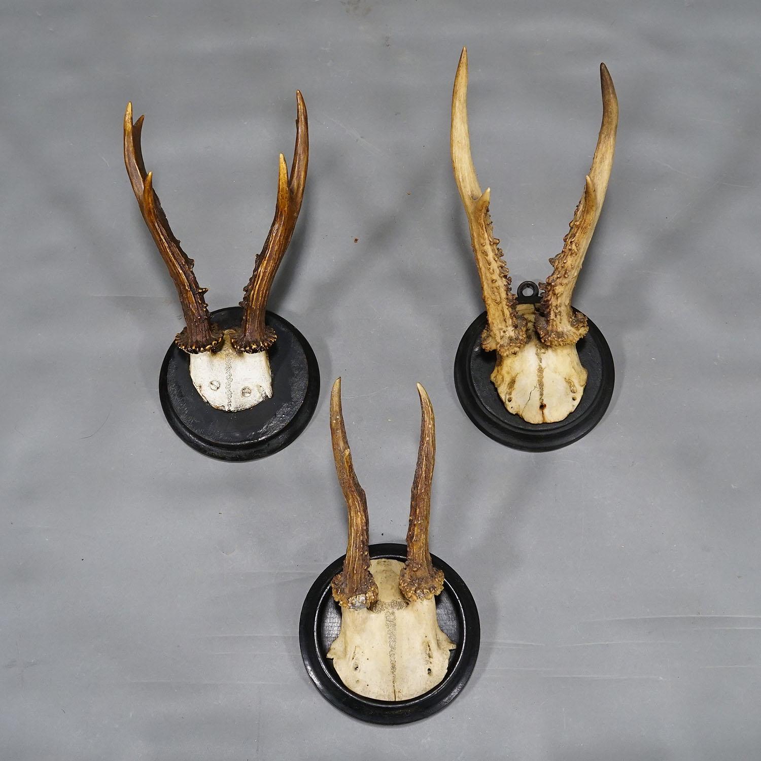 Antler Six Roe Deer Trophies on Turned Plaques Germany ca. 1900s For Sale