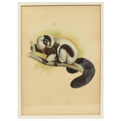 Vintage Sketch of a monkey Korea 1970s Acrylic on Paper for an Animals Encyclopedia