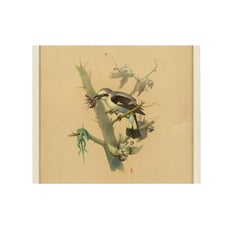 Schizzo di una ghiandaia coreana anni '70 Acrilico su carta per un'Enciclopedia degli animali