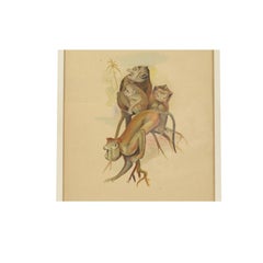 Schizzo di quattro macachi Corea 1970 Acrilico su carta per un'enciclopedia sugli animali