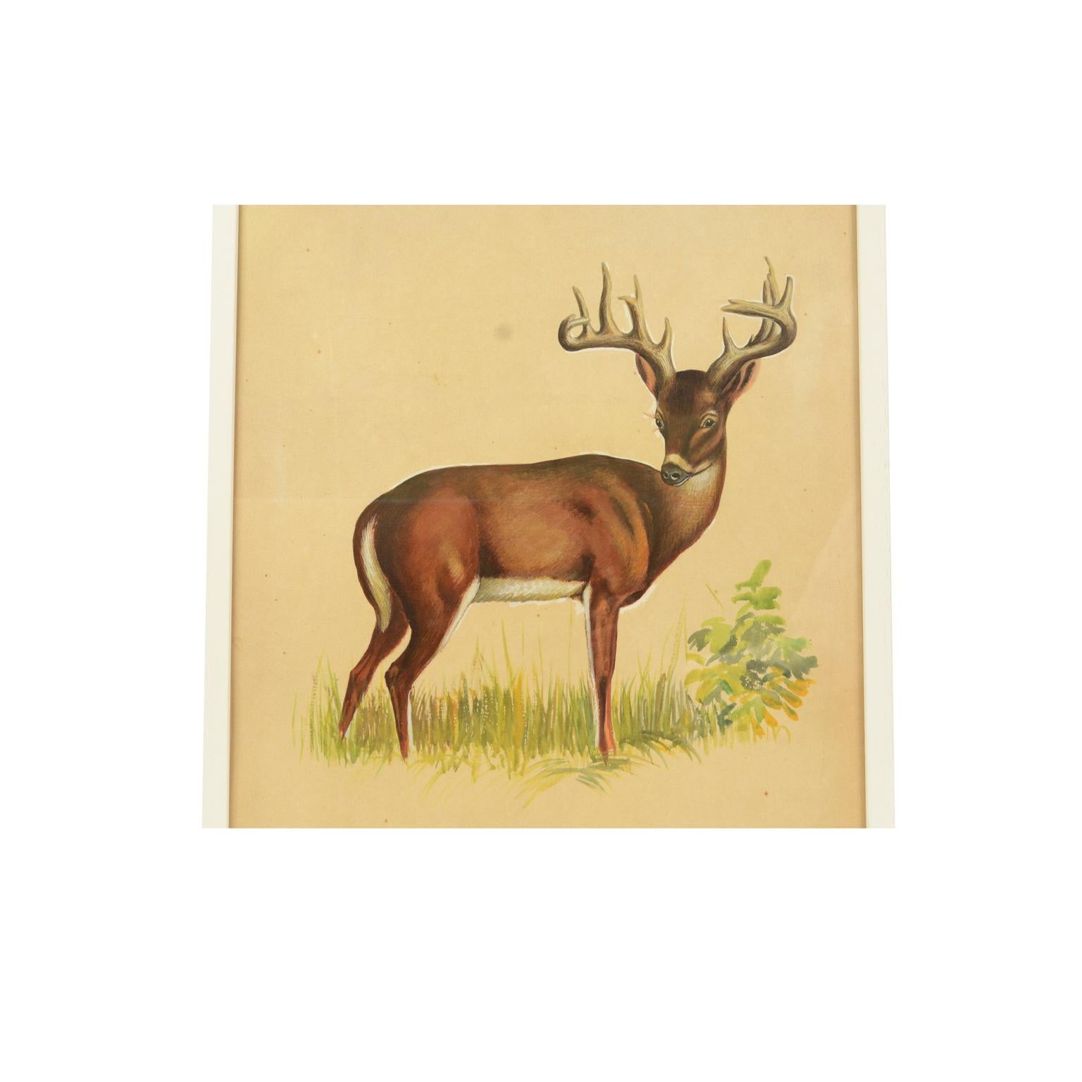 Acrylic colors on paper depicting a hind; it is a preparatory sketch commissioned for an animals encyclopedia for children, created and signed by a Korean artist in the 1970s. Very good condition. With frame 49.5 x 67 cm.
Shipping is insured by