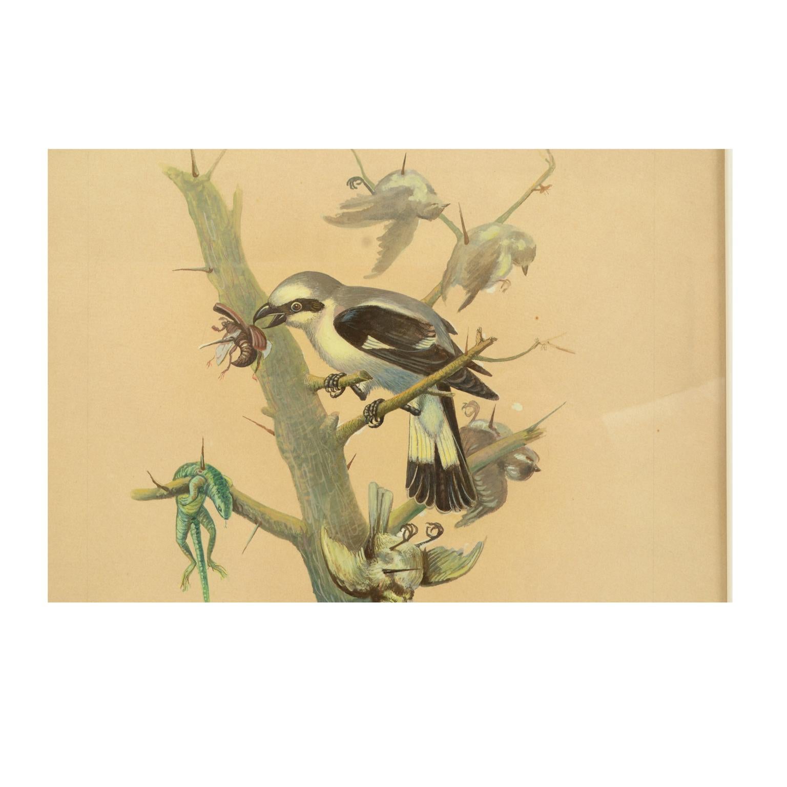 Coréen Esquisse d'un geai Corée 1970 Acrylique sur papier pour une encyclopédie des animaux en vente
