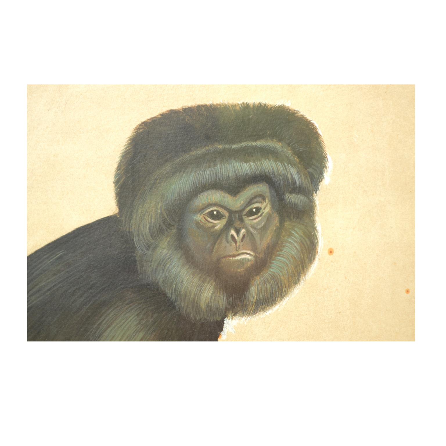 Sketch aus zwei Gibbons Korea 1970er Jahre Acryl auf Papier für eine Tierzeitschrift (Koreanisch) im Angebot