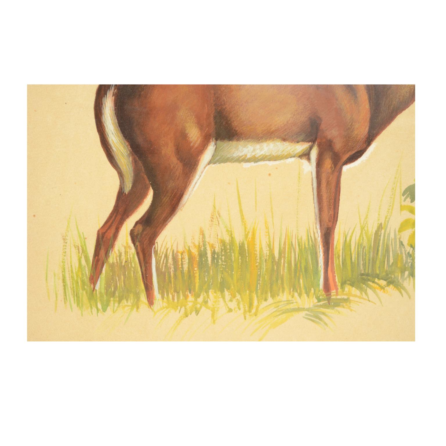 Korean Sketch of a hind Korea 1970s Acrylic on Paper for an Animals Encyclopedia For Sale