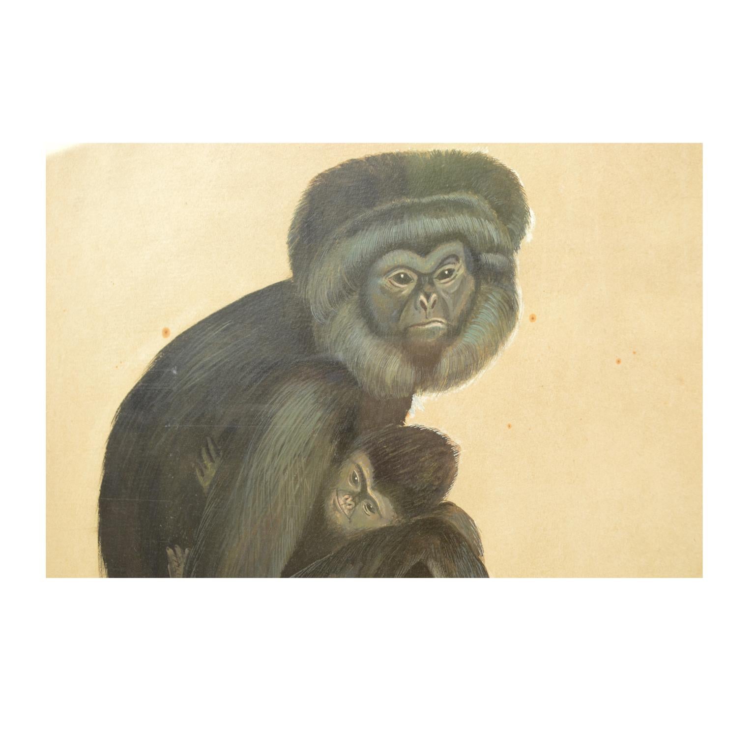 Korean Sketch of two gibbons Korea 1970s Acrylic on Paper for an Animals Encyclopedia For Sale