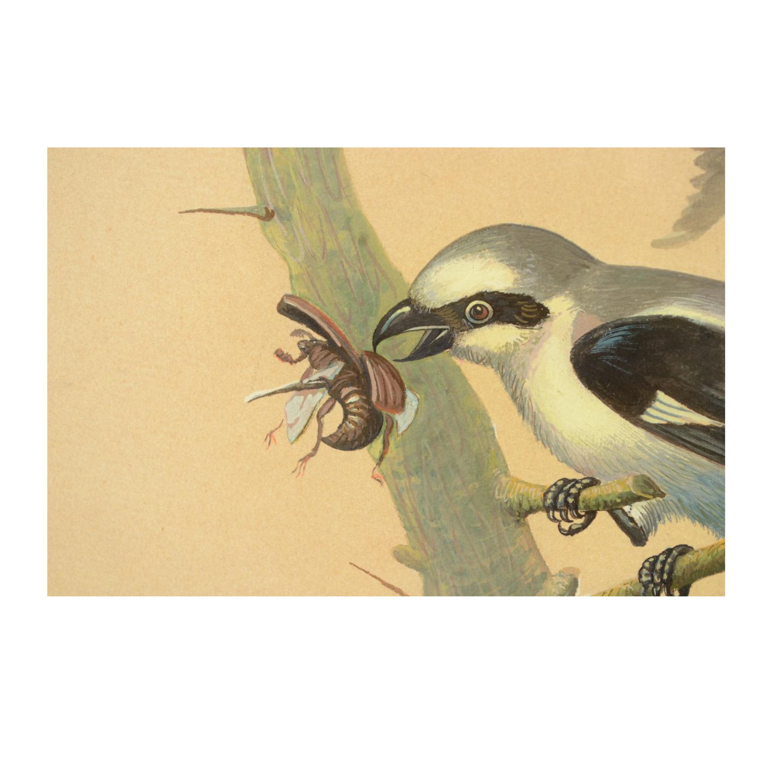Fin du 20e siècle Esquisse d'un geai Corée 1970 Acrylique sur papier pour une encyclopédie des animaux en vente