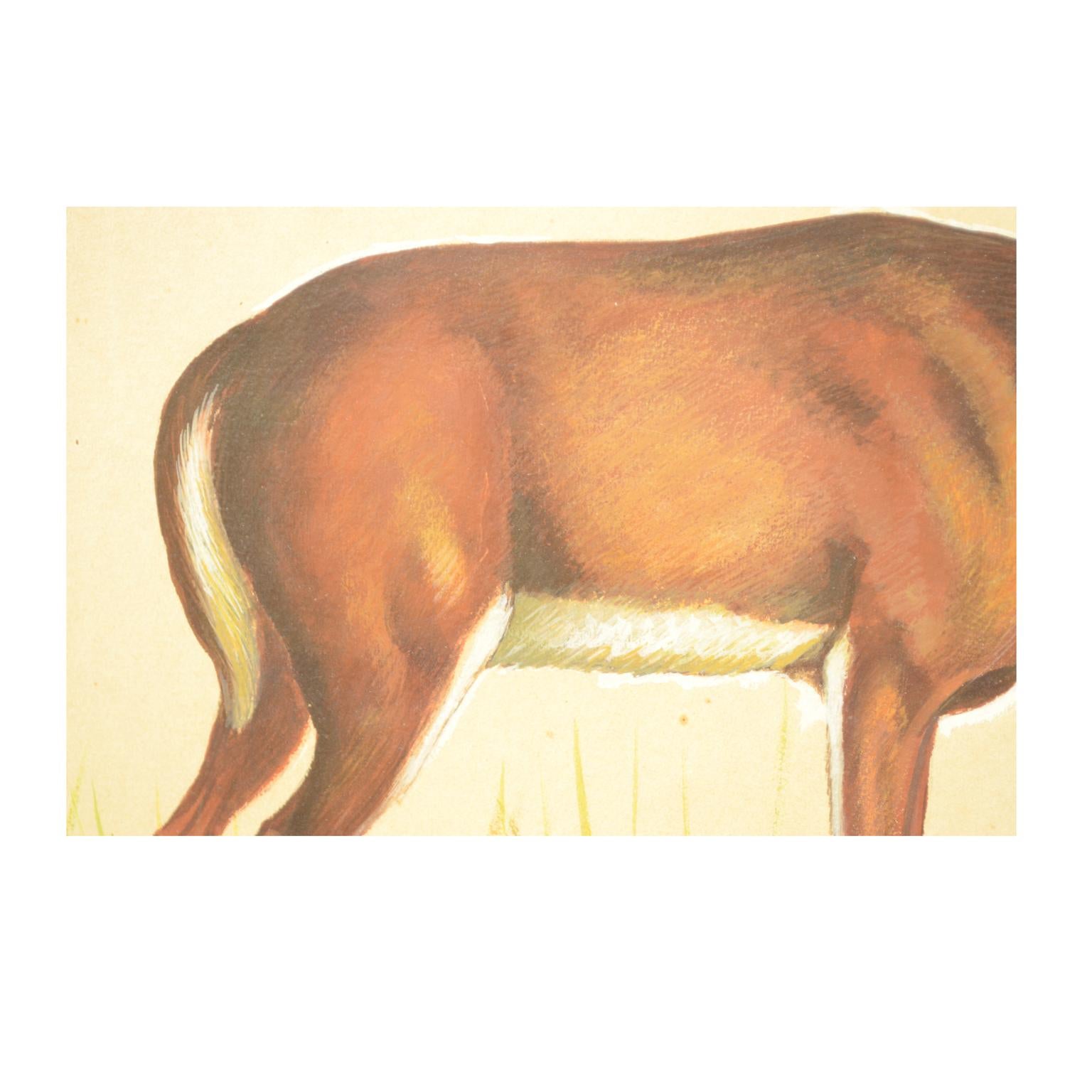 Sketch of a hind Korea 1970s Acrylic on Paper for an Animals Encyclopedia For Sale 1