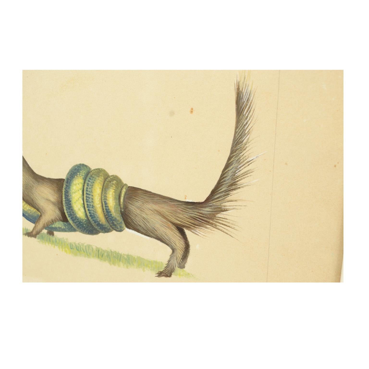 Sketch of a weasel Korea 1970s Acrylic on Paper for an Animals Encyclopedia In Good Condition For Sale In Milan, IT