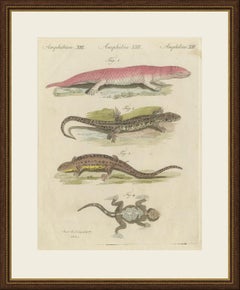 Skink and Grey Lizards, Antique Bertuch Print, Vienna, circa 1805