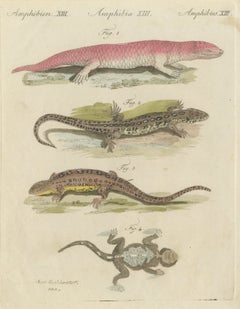 Skink and Grey Lizards, Antique Bertuch Print, Vienna, circa 1805