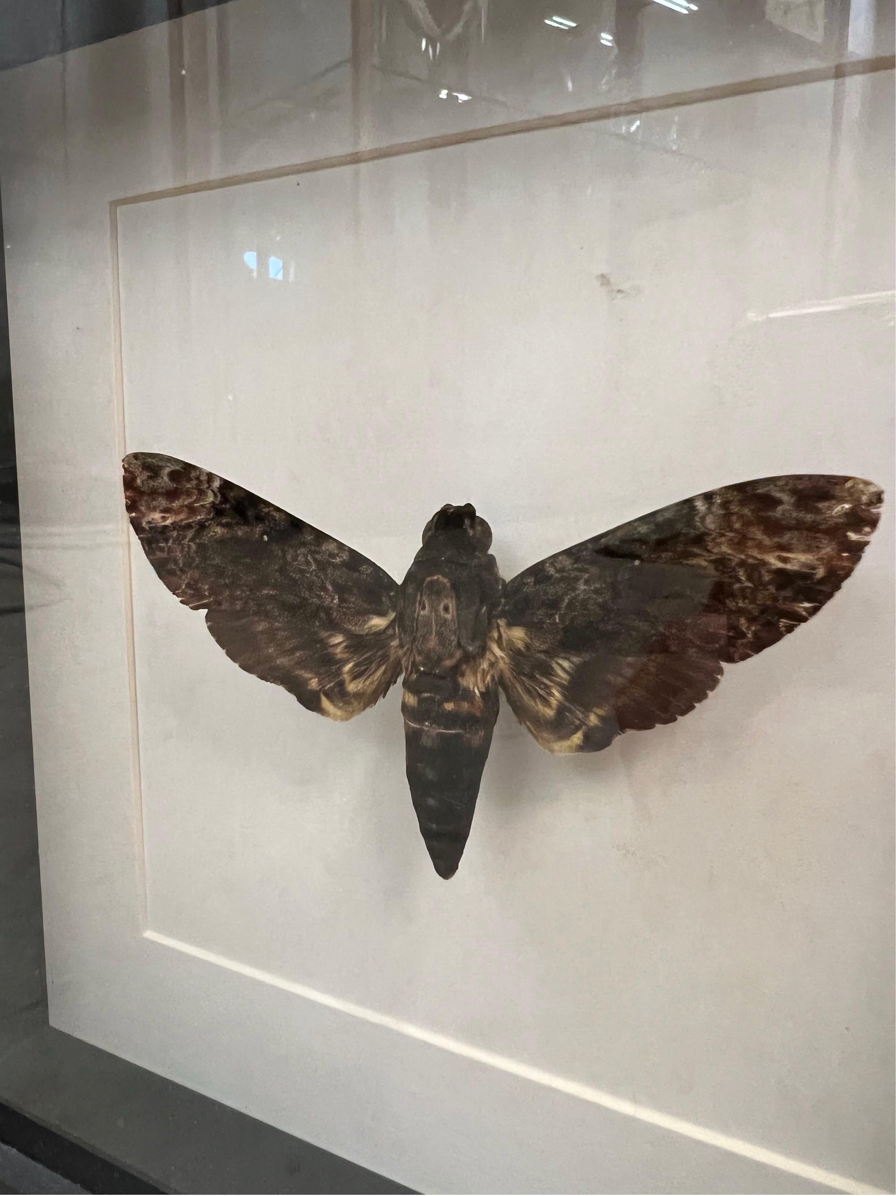 Beautiful skull butterfly on passe-partout in display. Because if you've ever seen Silence of the Lambs, you'll definitely recognize this item. Can stand as a photo frame or can be hung. Beautiful details with beautiful skull on the