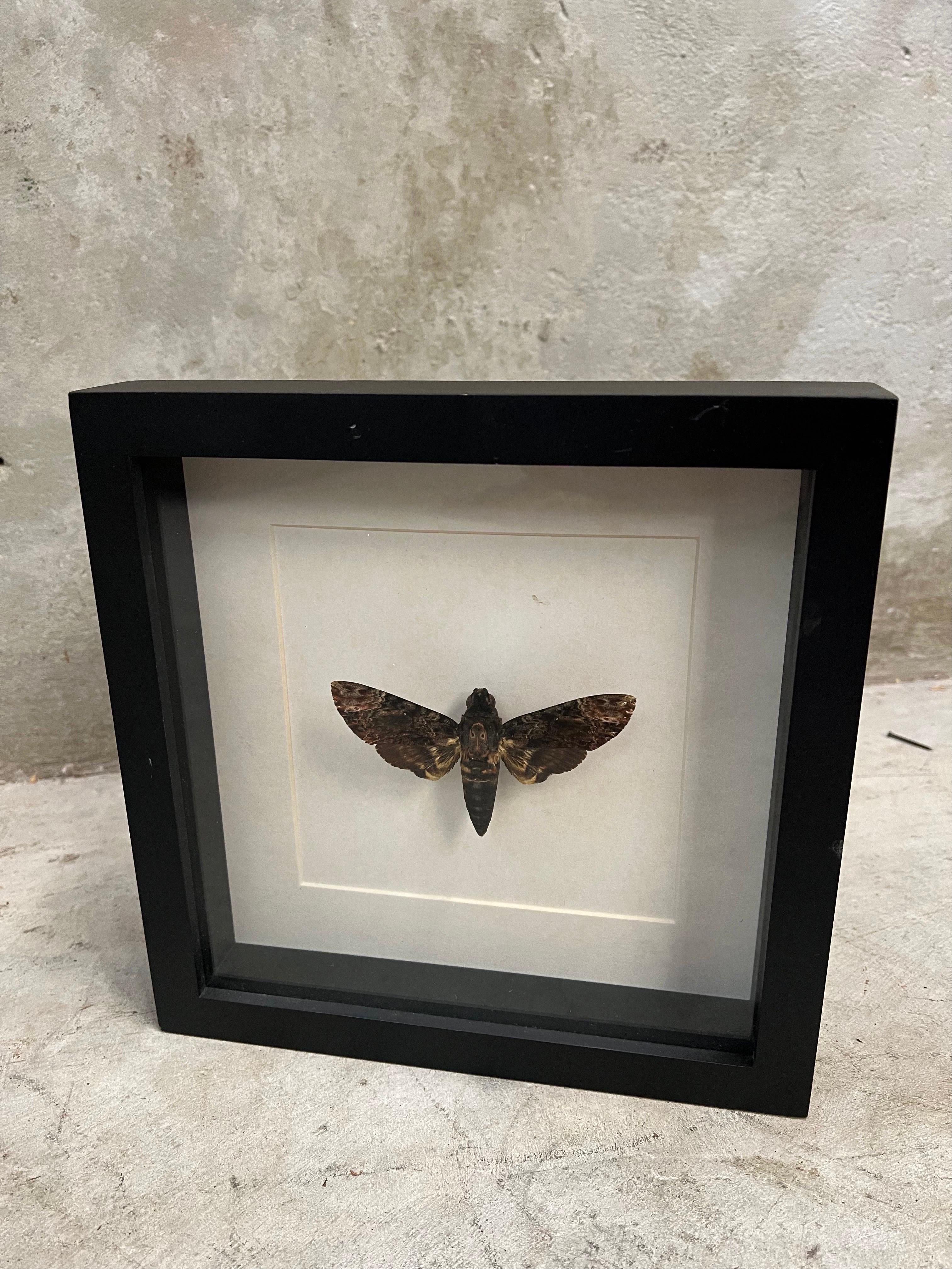 Other Skull Butterfly in Display