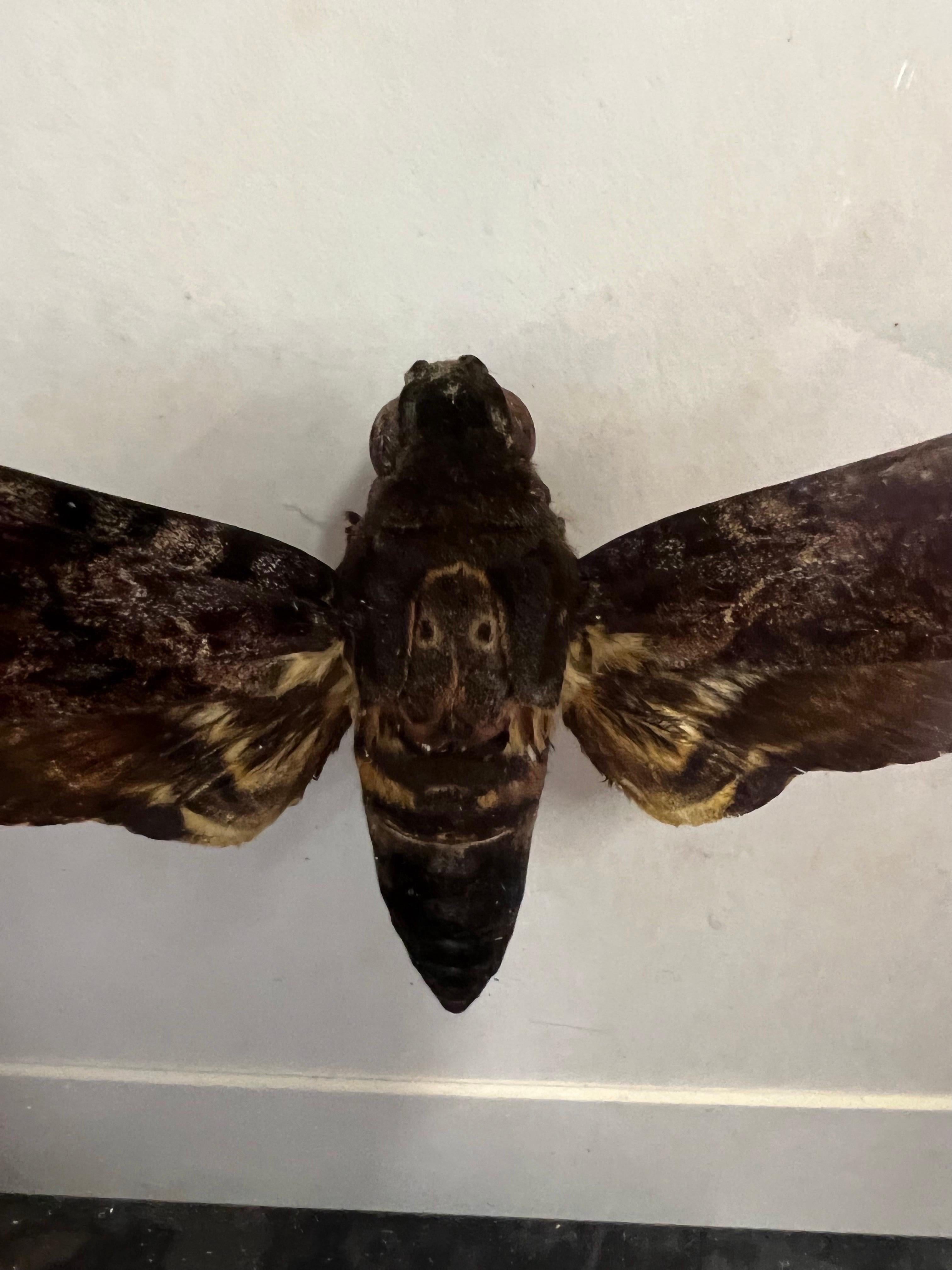 Skull Butterfly in Display In Excellent Condition In Hoogeveen, NL