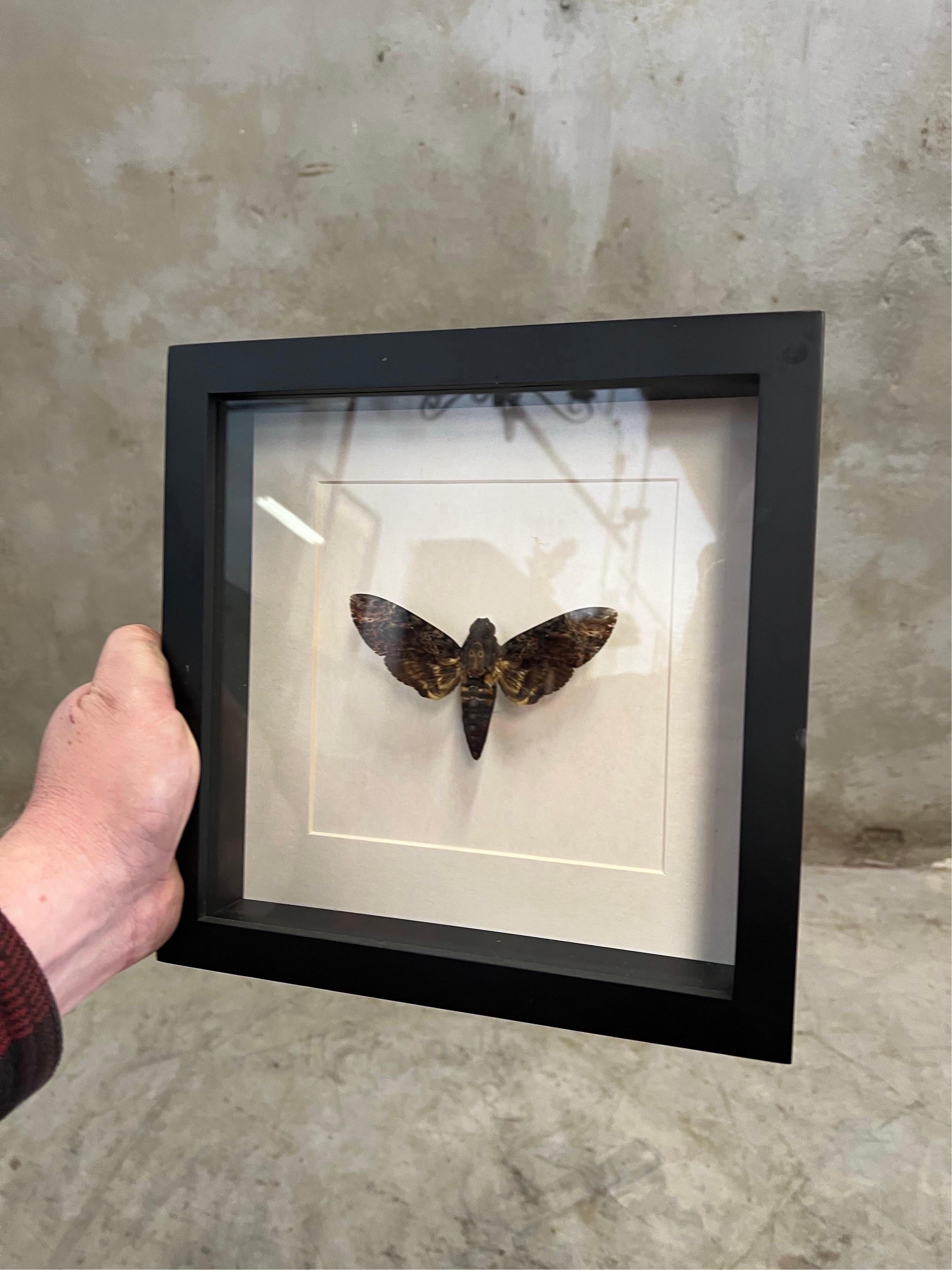 Glass Skull Butterfly in Display