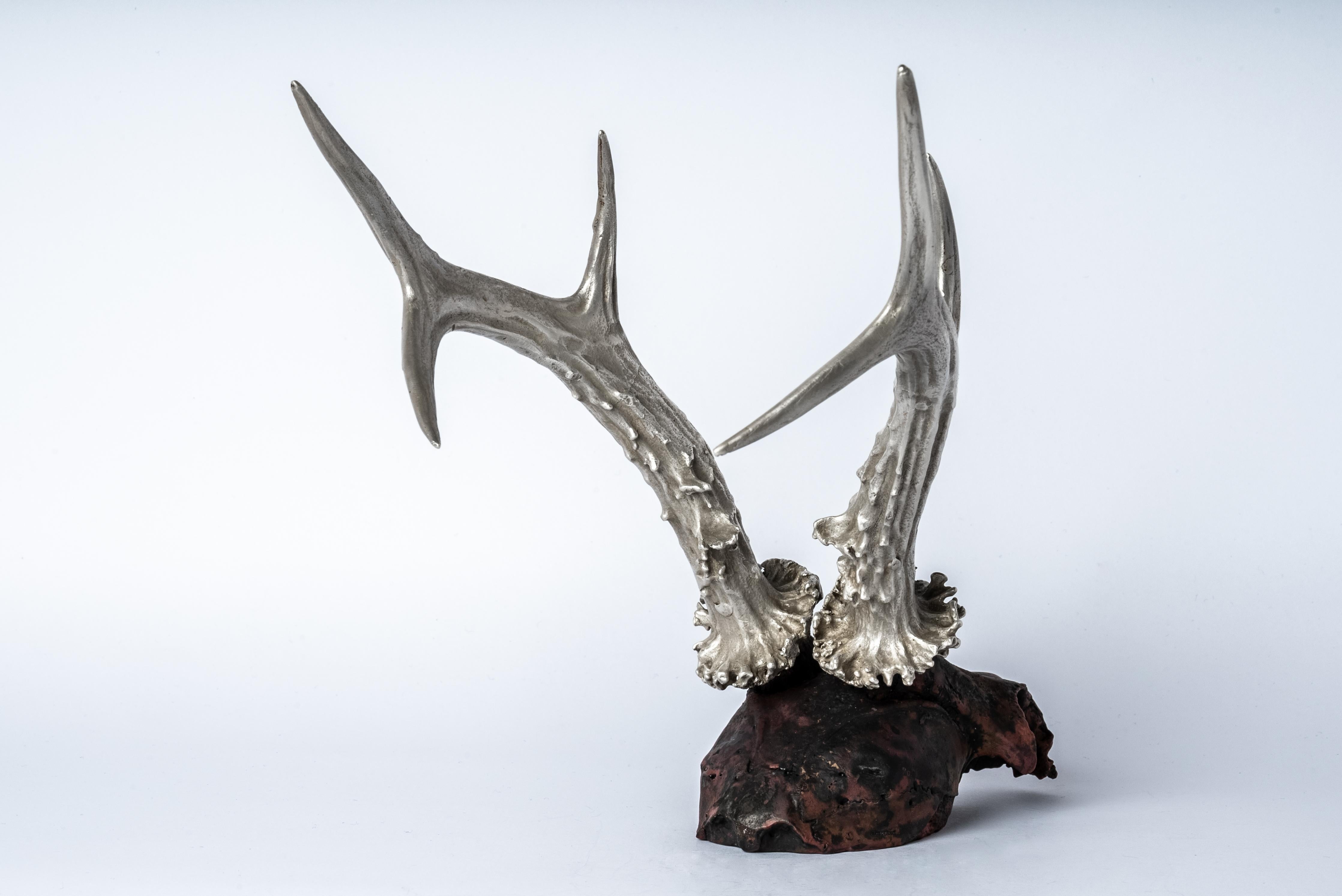 Skull (Double Horns, DR+AS) For Sale 1