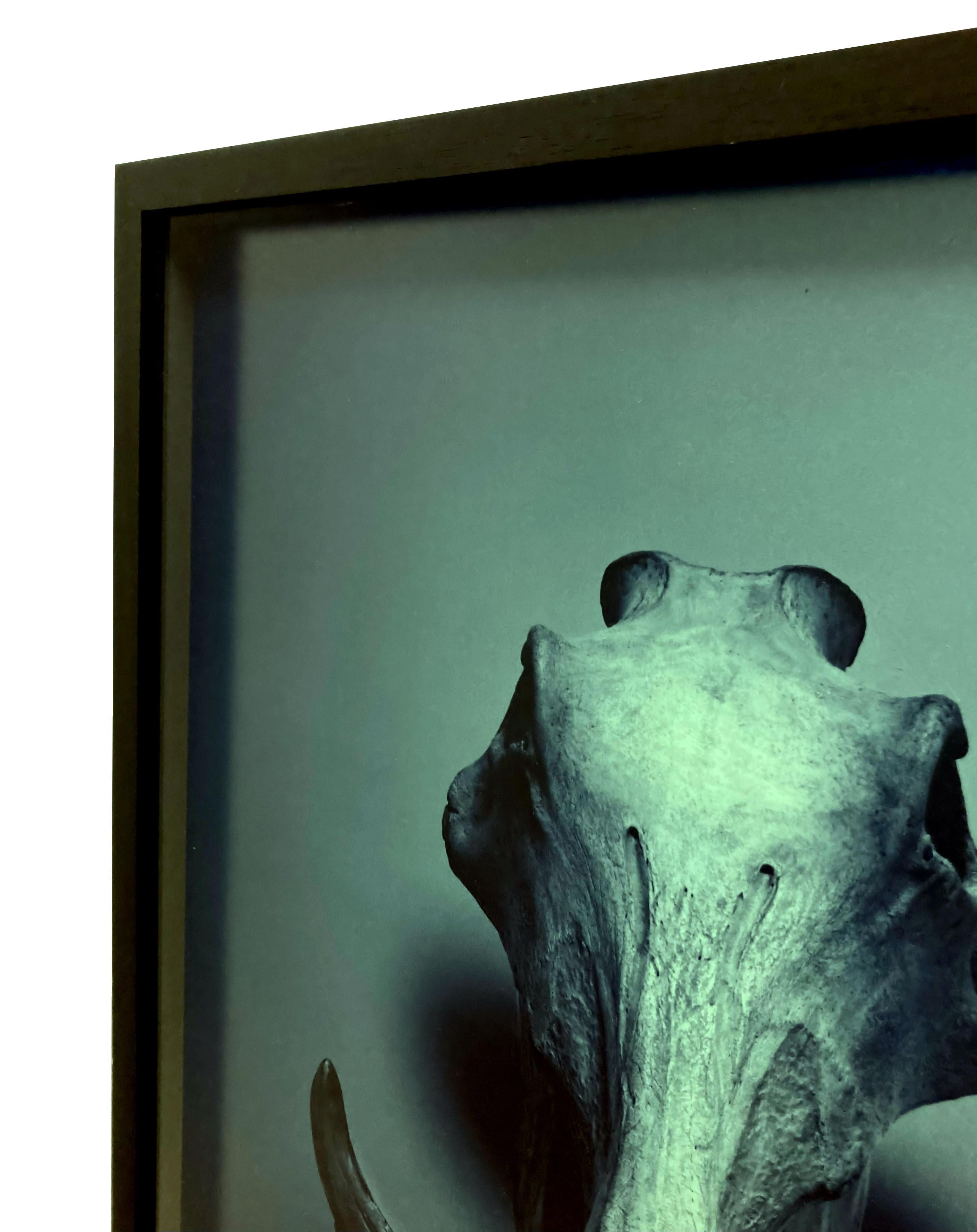 Skulls by Guido Mocafico, Rare Set of Six Framed Photographs For Sale 9